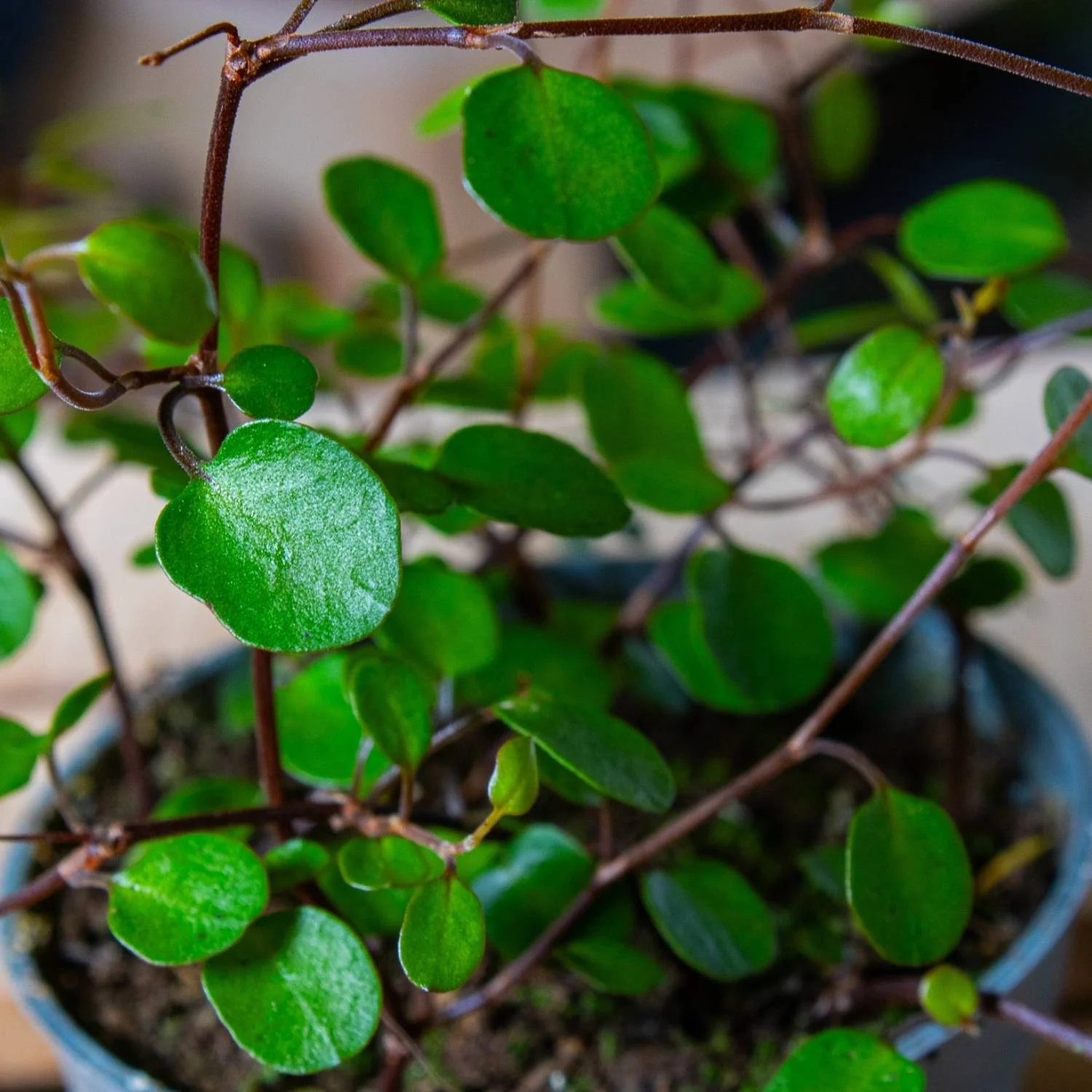 Muehlenbeckia complexa (Maidenhair vine) 6cm - Image 2