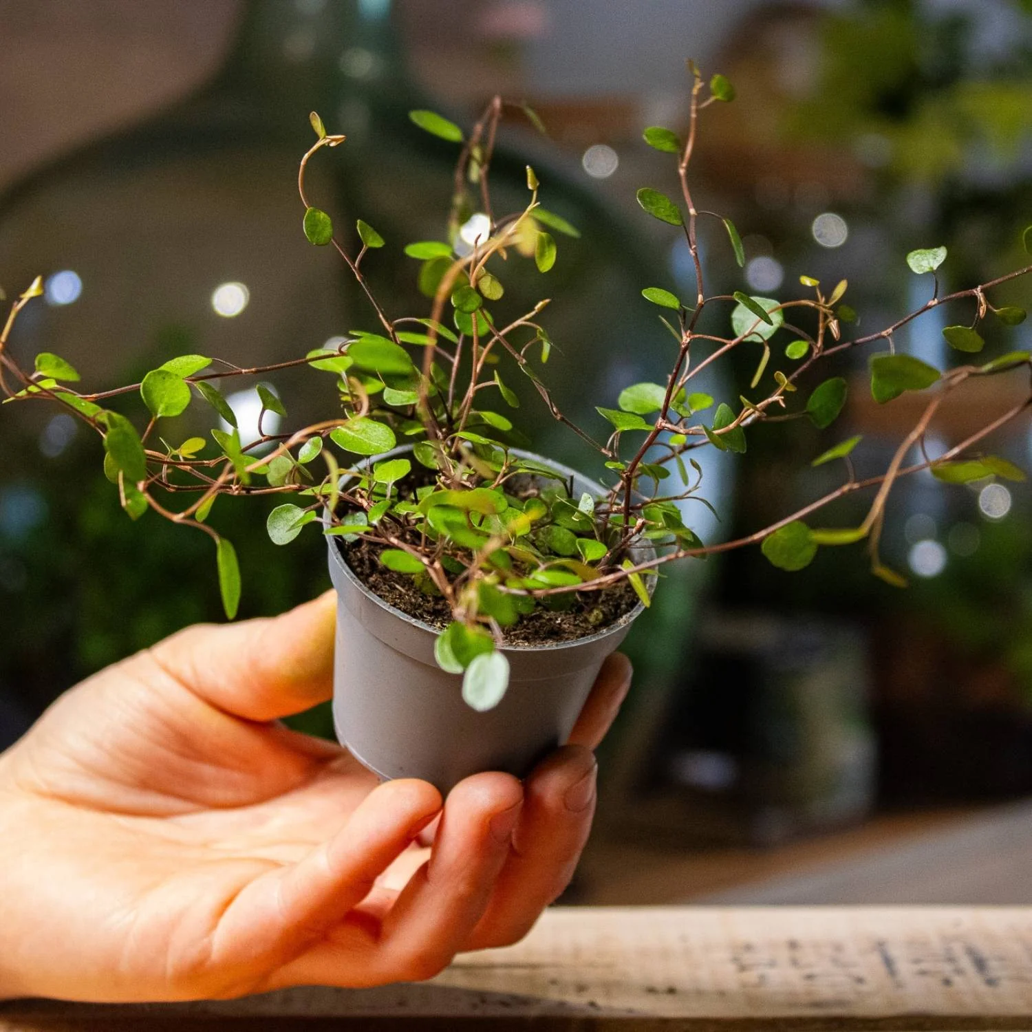 Muehlenbeckia complexa (Maidenhair vine) 6cm - Image 3