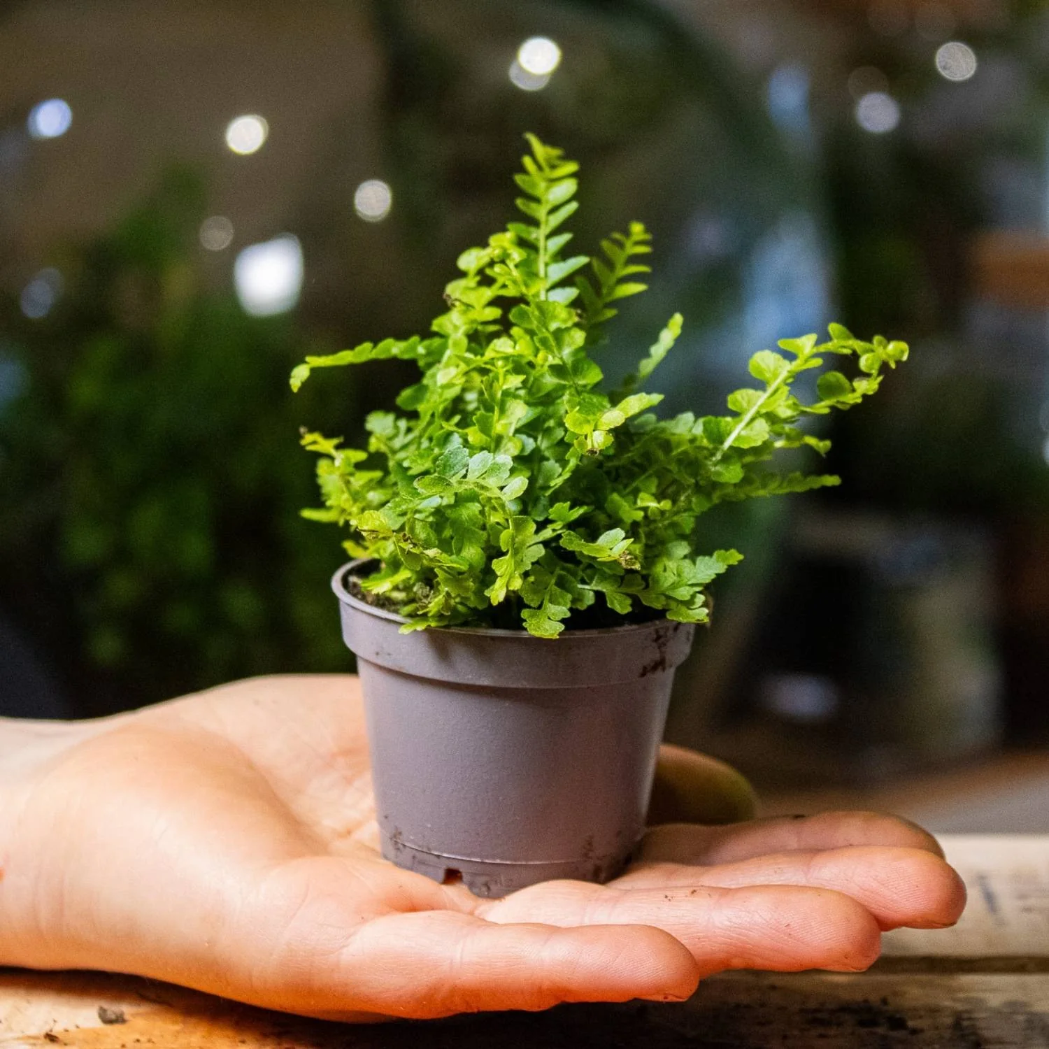 Nephrolepis cordifolia (Lemon Button Fern) 6cm - Image 2