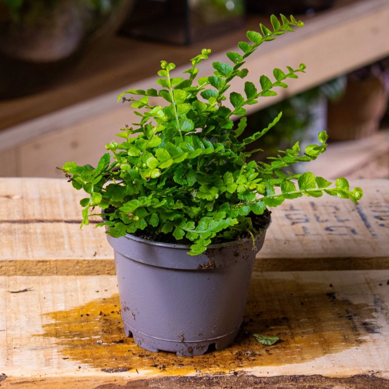 Nephrolepis cordifolia (Lemon Button Fern) 6cm - Image 3