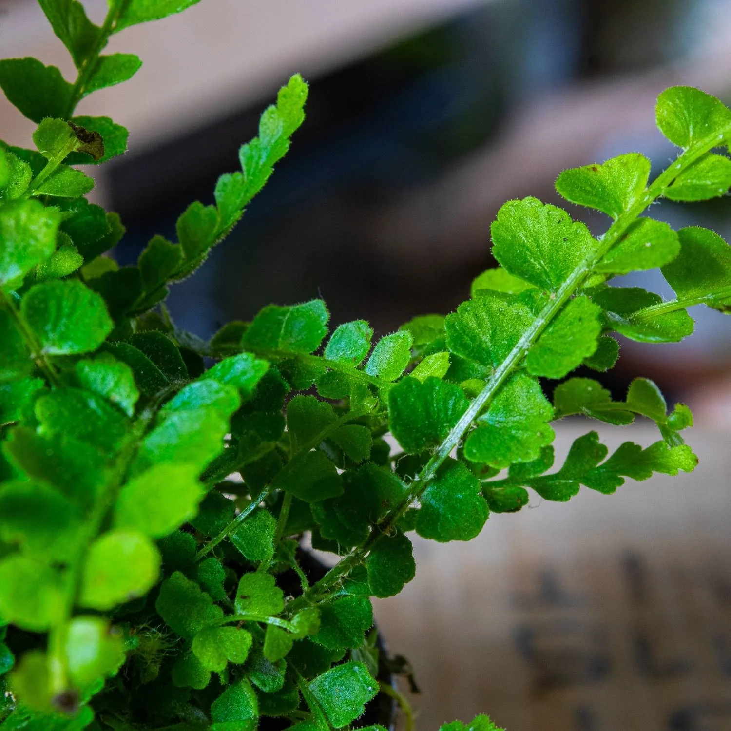 Nephrolepis cordifolia (Lemon Button Fern) 6cm - Image 4