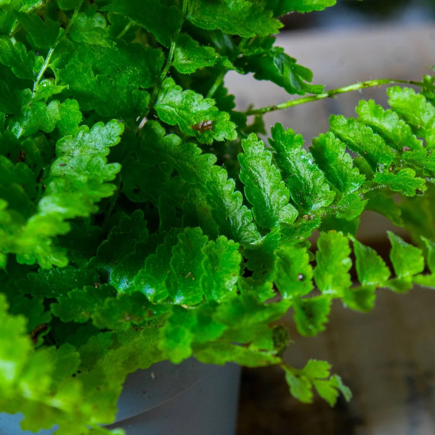 Nephrolepis exaltata (Boston fern) 6cm - Image 2