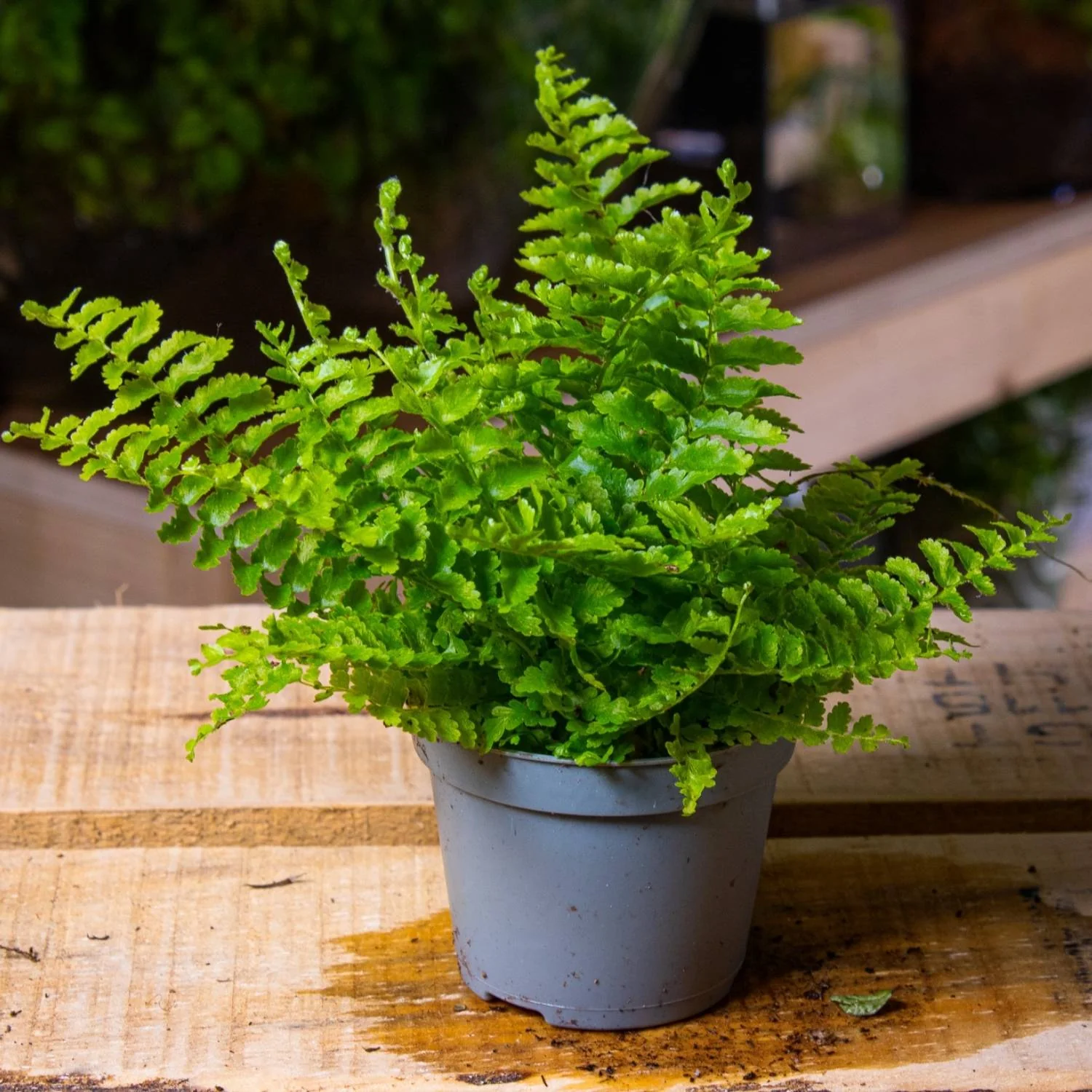 Nephrolepis exaltata (Boston fern) 6cm - Image 3