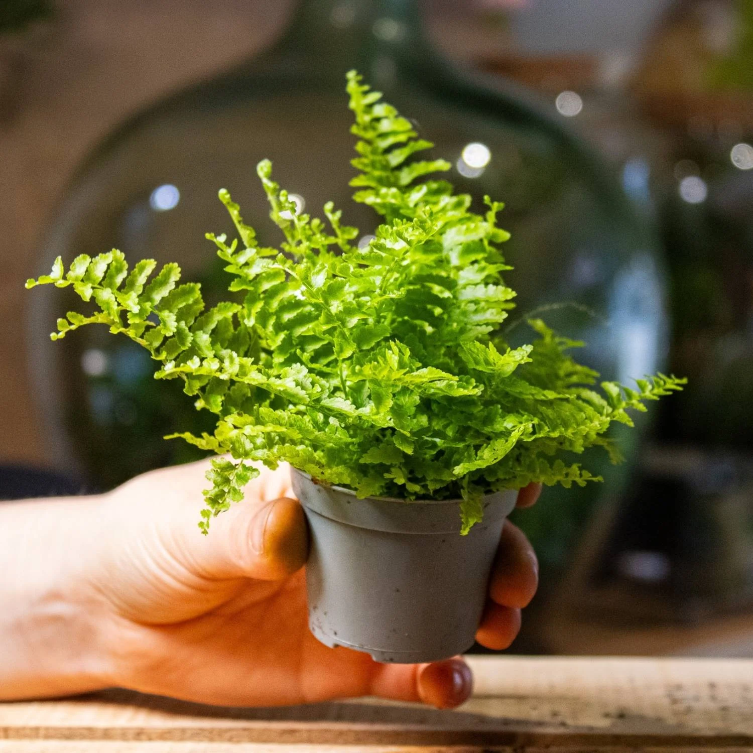 Nephrolepis exaltata (Boston fern) 6cm - Image 4