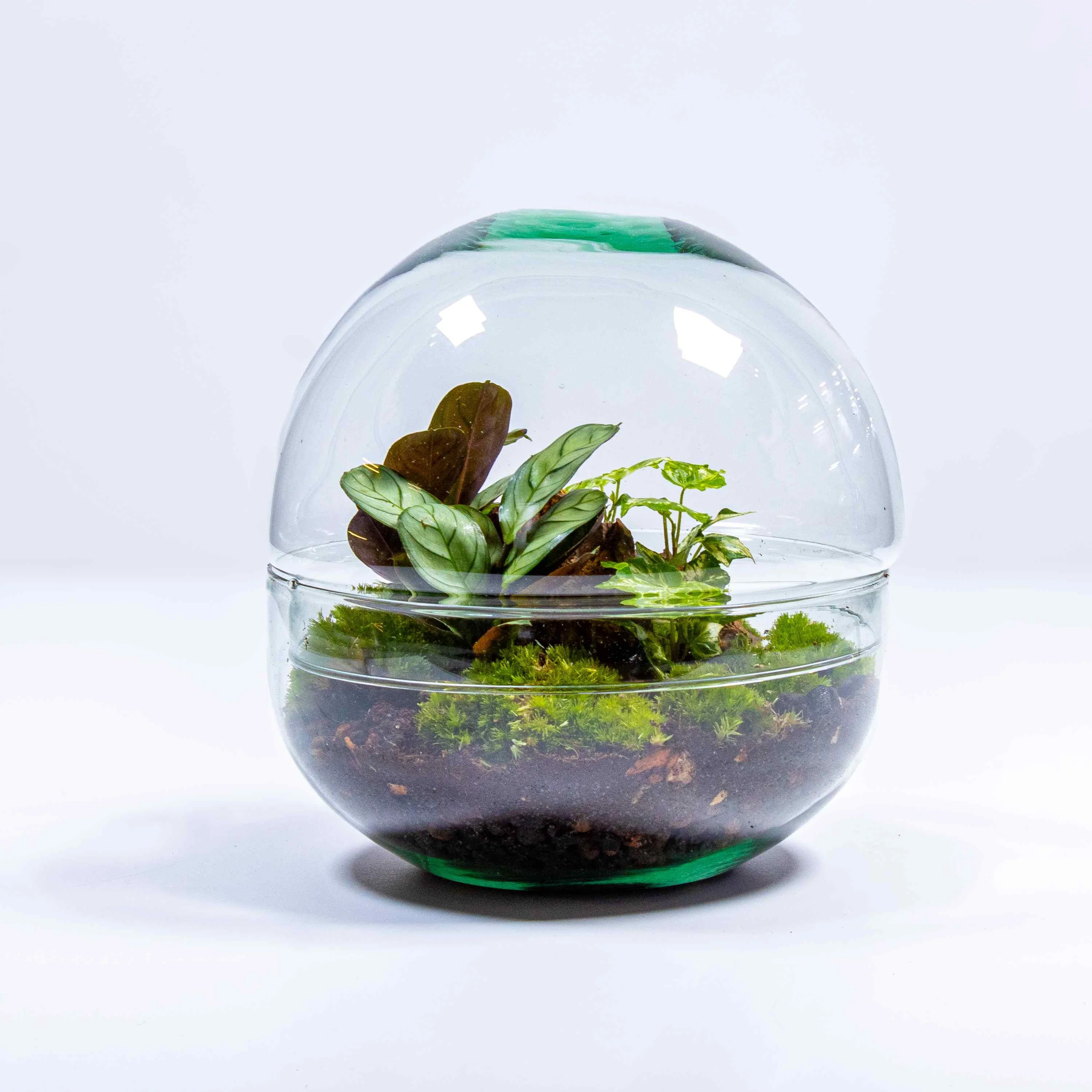 Orb Terrarium Container - Image 6