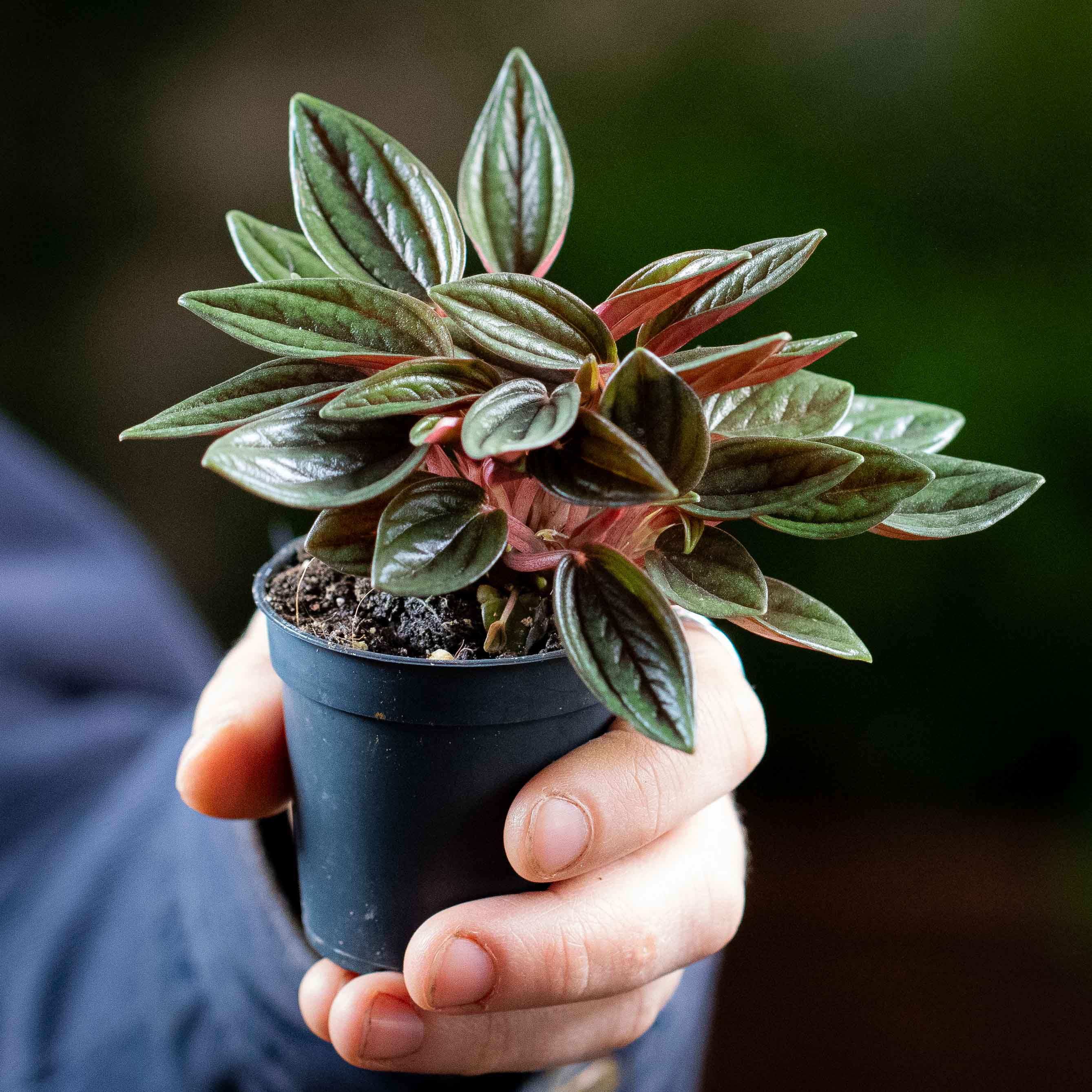 Peperomia caperata 'Rosso' (Emerald Ripple) 6cm - Image 2