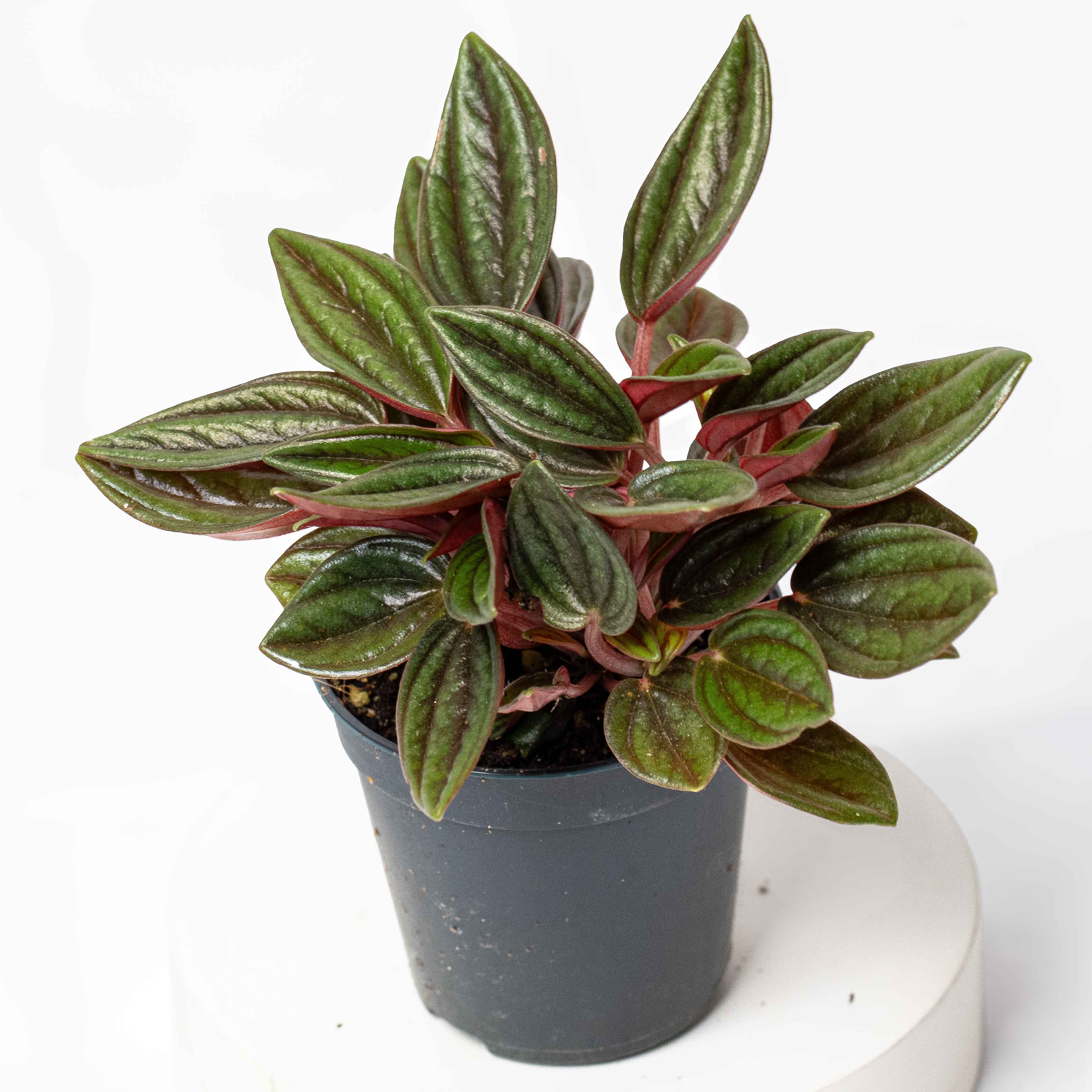 Peperomia caperata 'Rosso' (Emerald Ripple) 6cm - Image 3