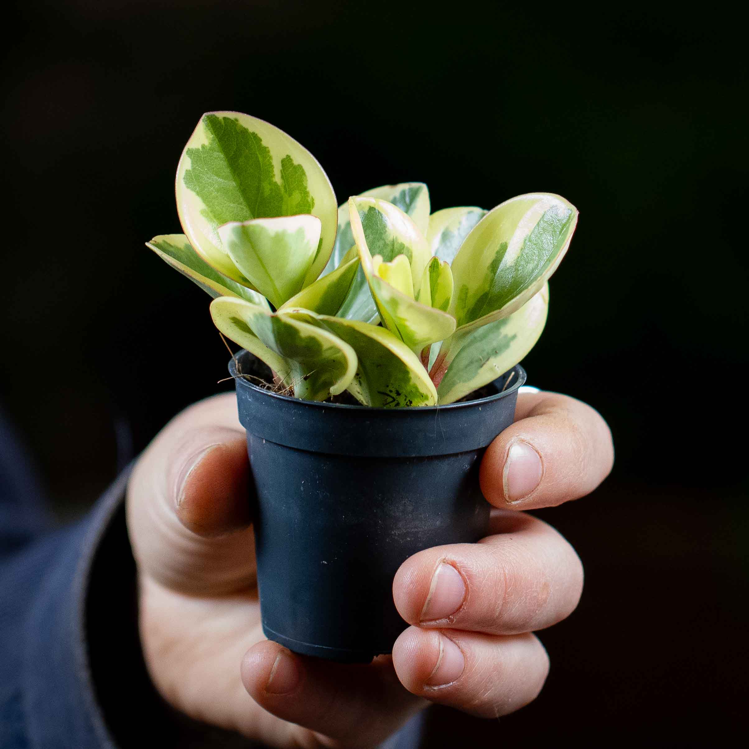 Peperomia obtusifolia (Baby Rubberplant) 6cm - Image 2