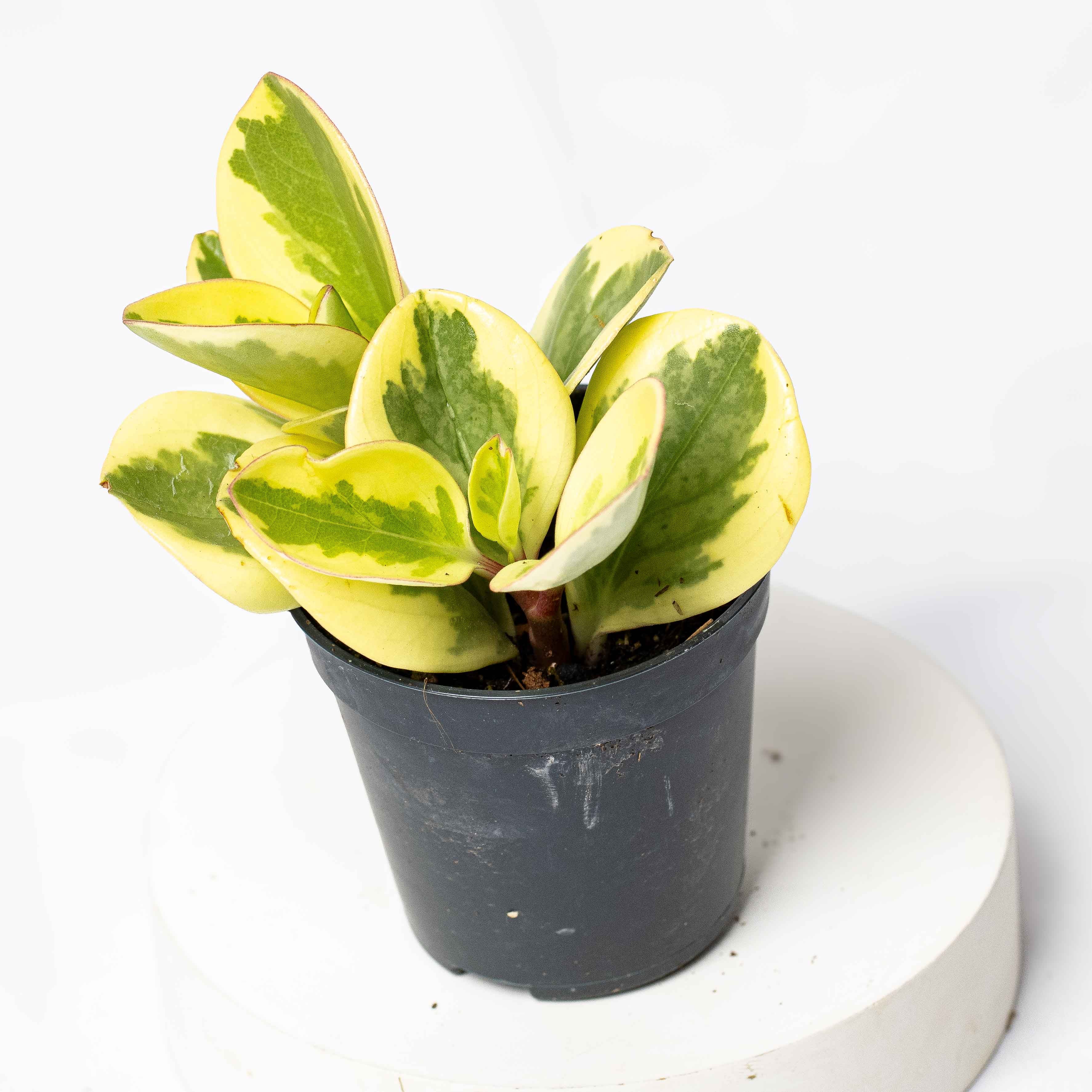 Peperomia obtusifolia (Baby Rubberplant) 6cm - Image 3