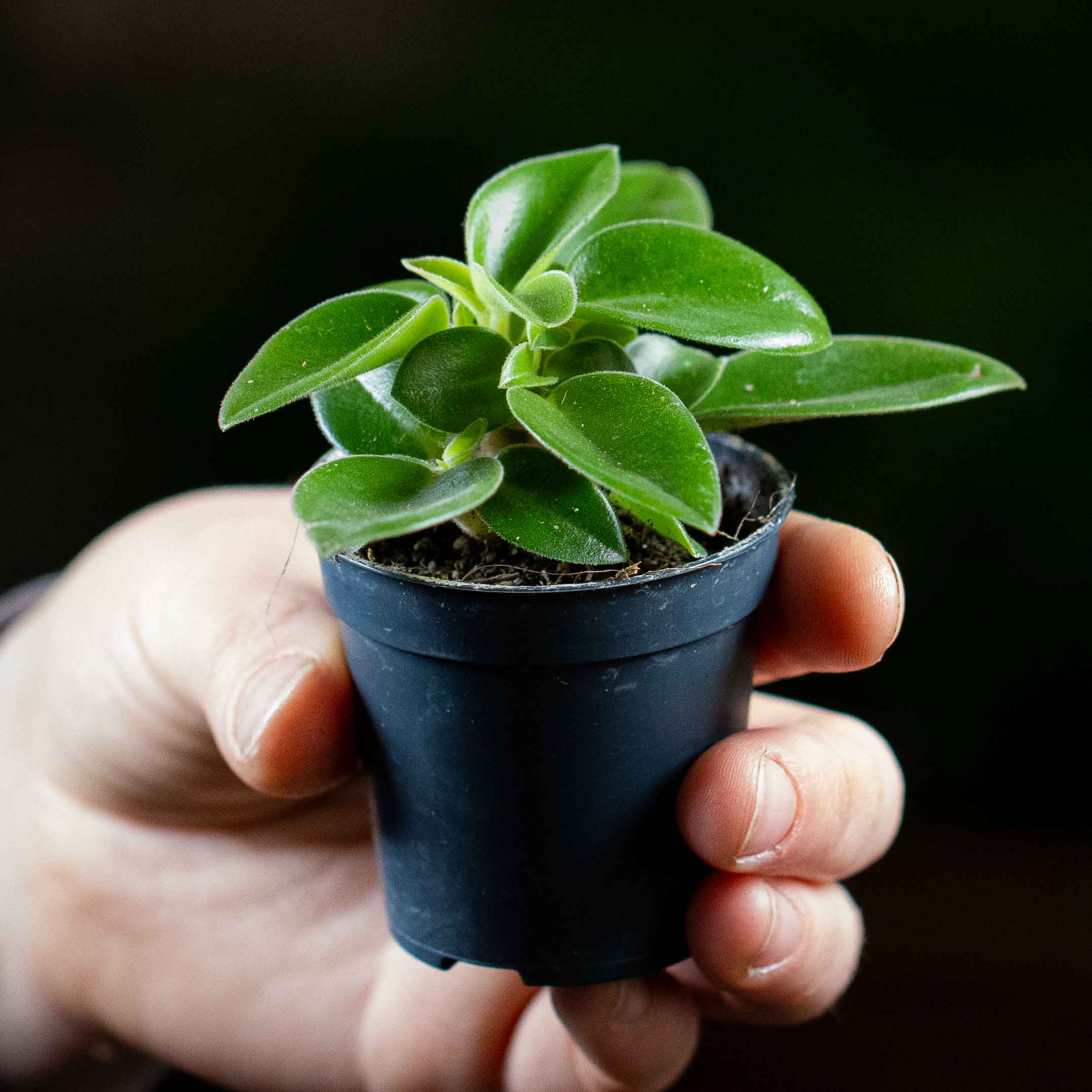 Peperomia orba 'Pixie' (Radiator Plant) 6cm - Image 2
