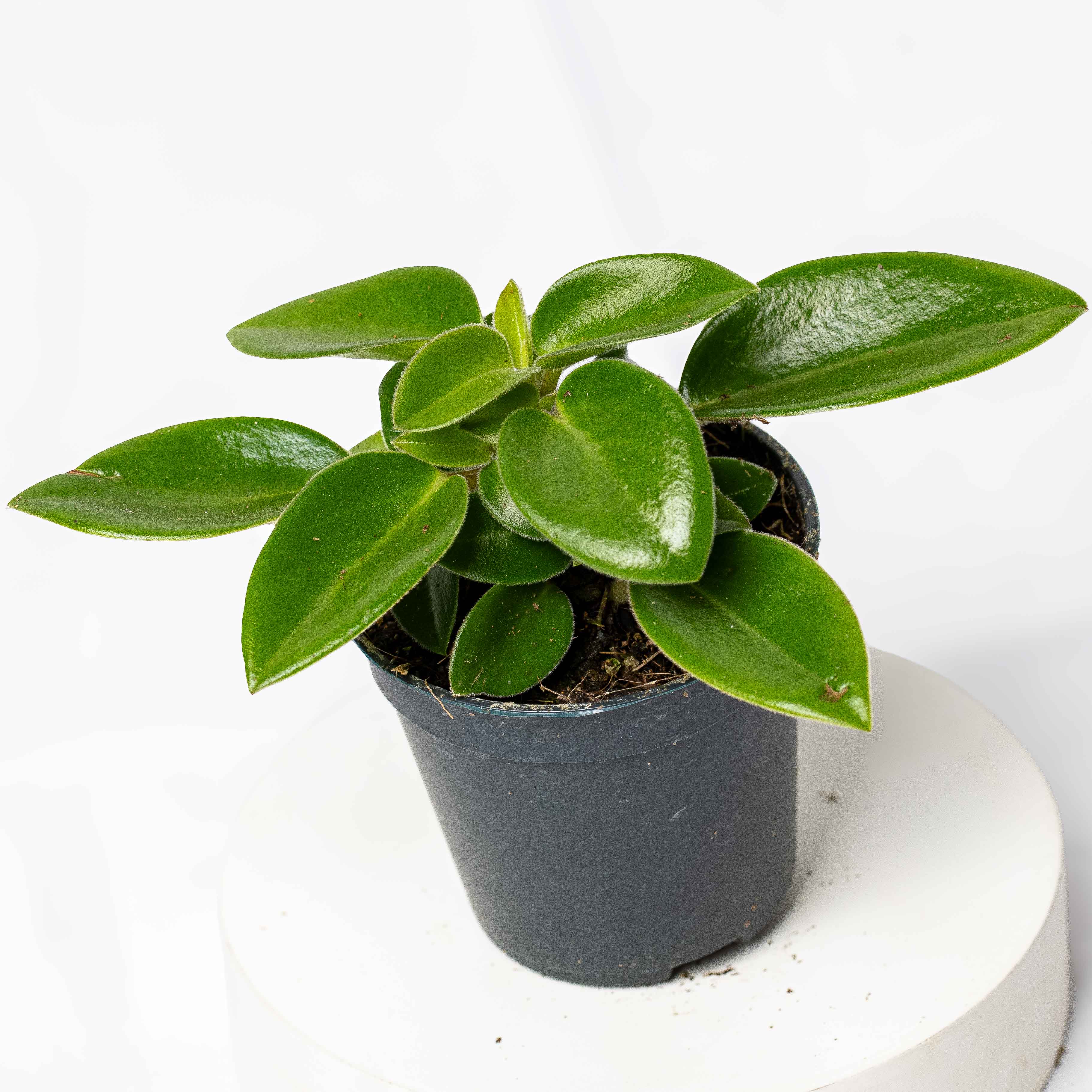 Peperomia orba 'Pixie' (Radiator Plant) 6cm - Image 3