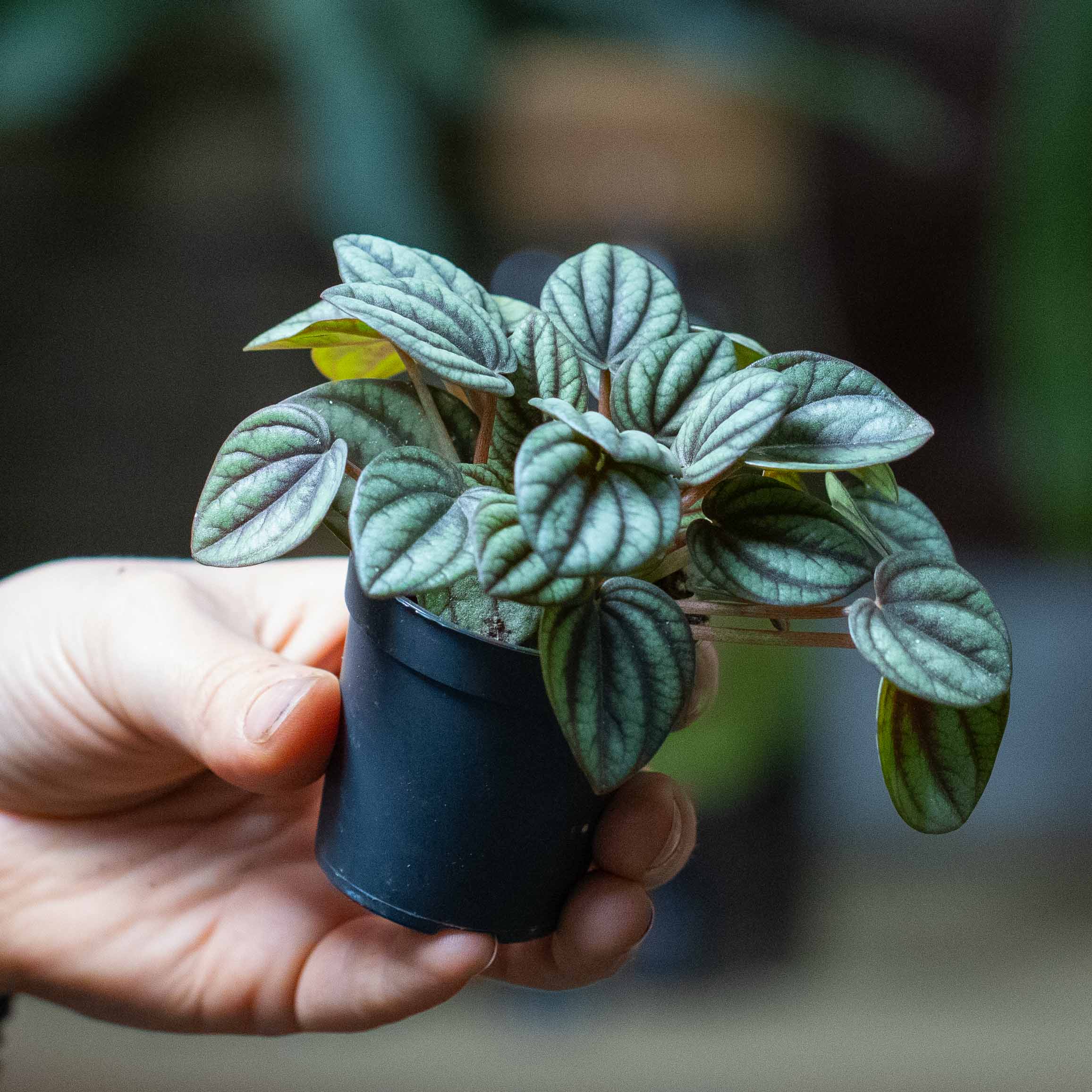 Peperomia piccolo (Peacock peperomia) 6cm - Image 2