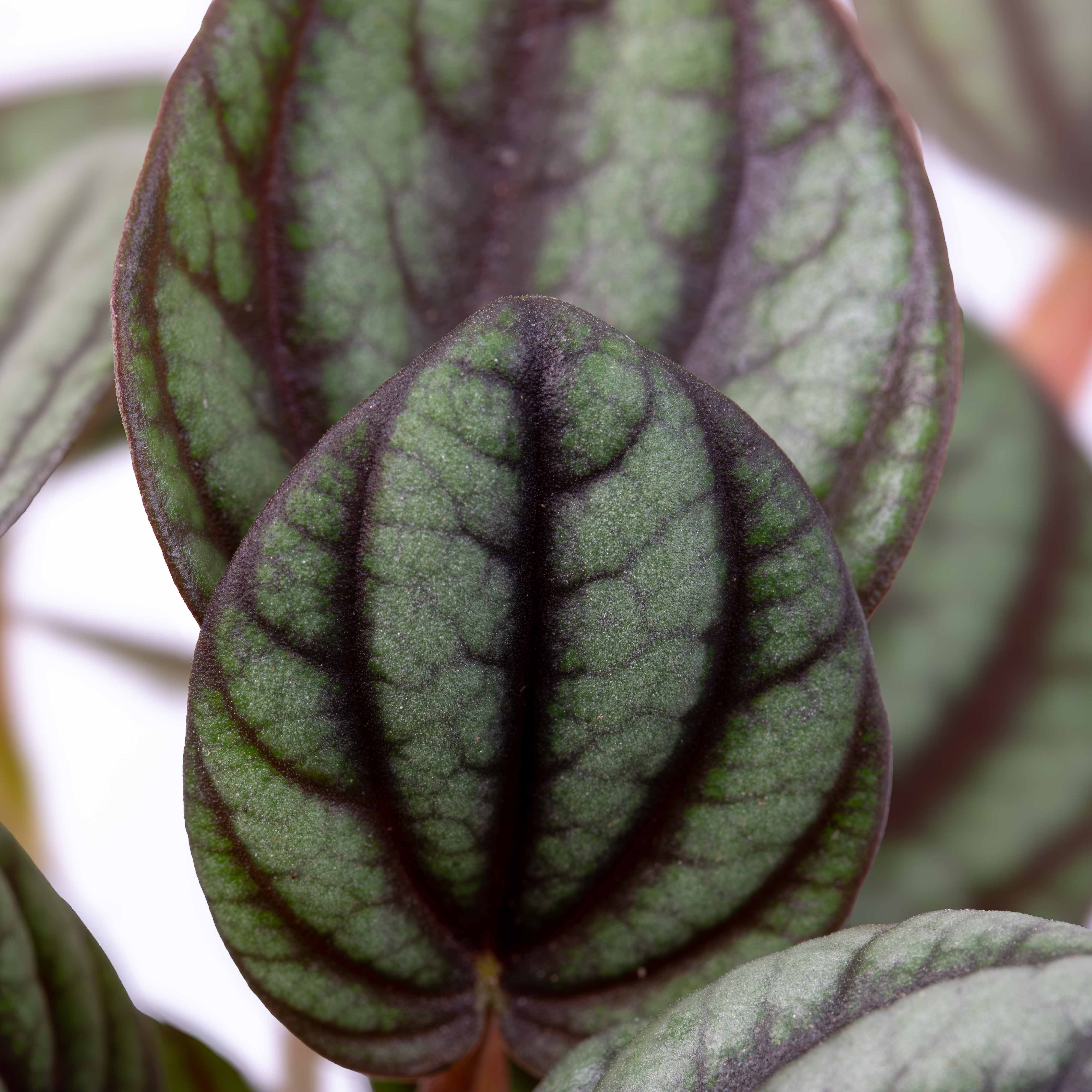 Peperomia piccolo (Peacock peperomia) 6cm - Image 3