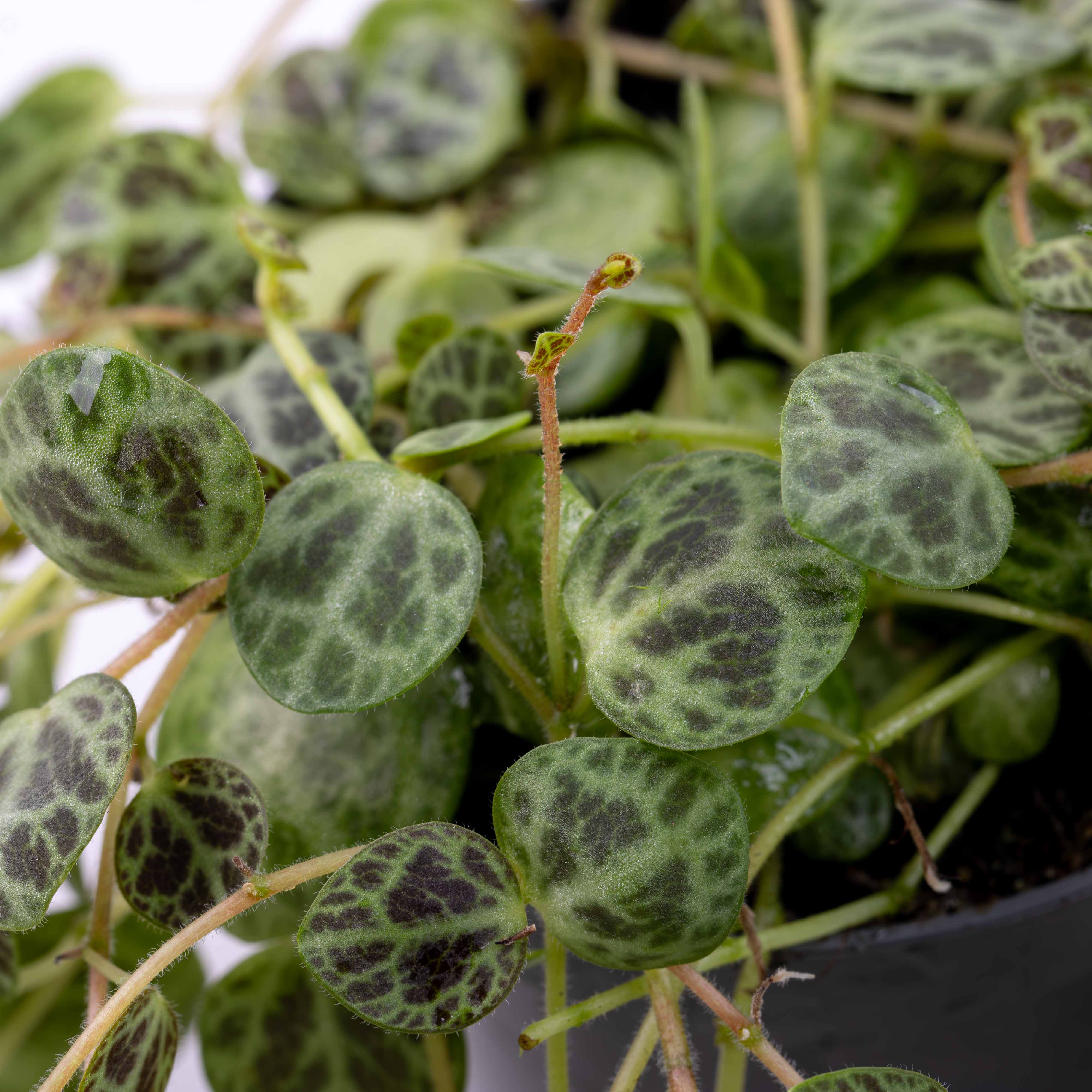 Peperomia prostrata (String of Turtles) 6cm - Image 2