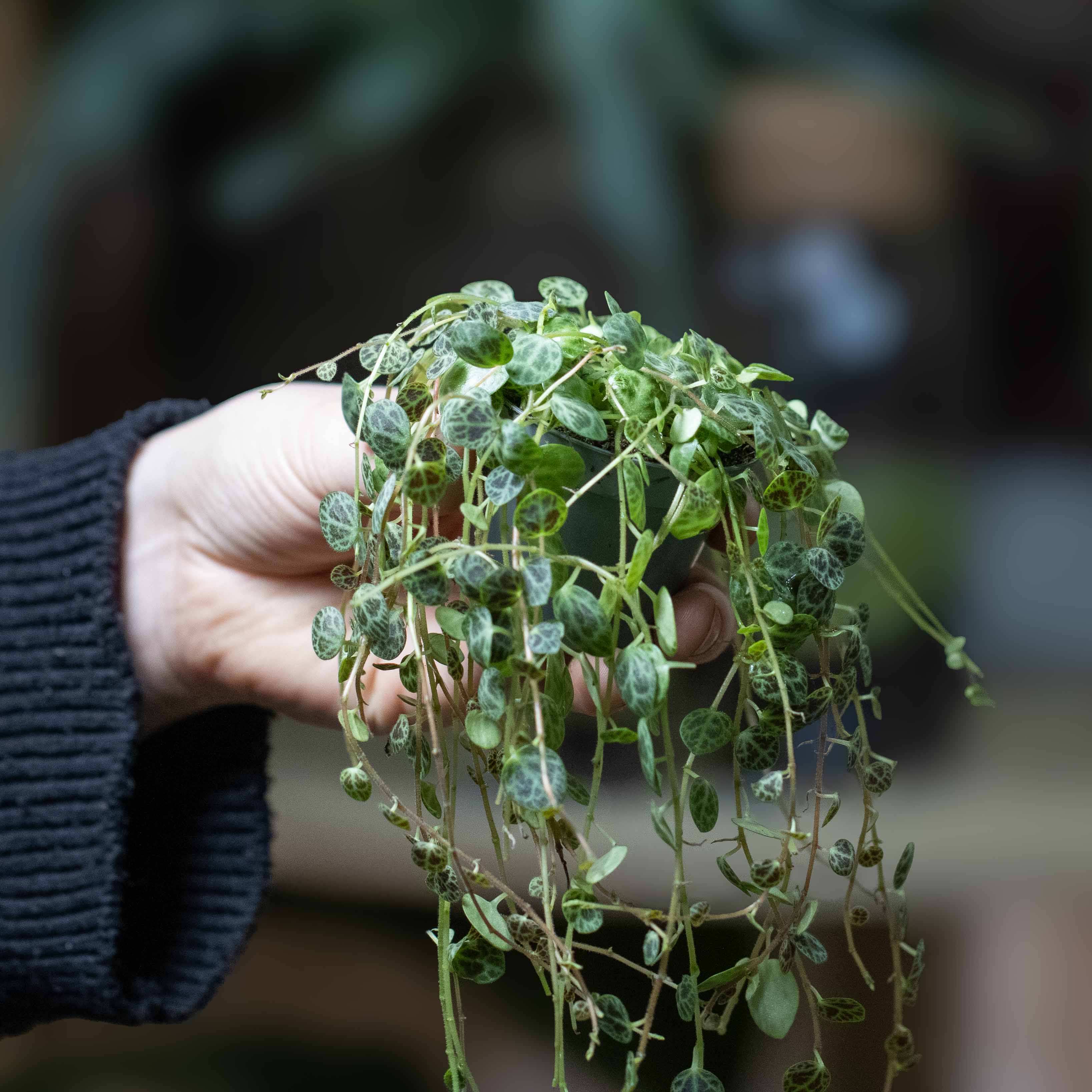 Peperomia prostrata (String of Turtles) 6cm - Image 3