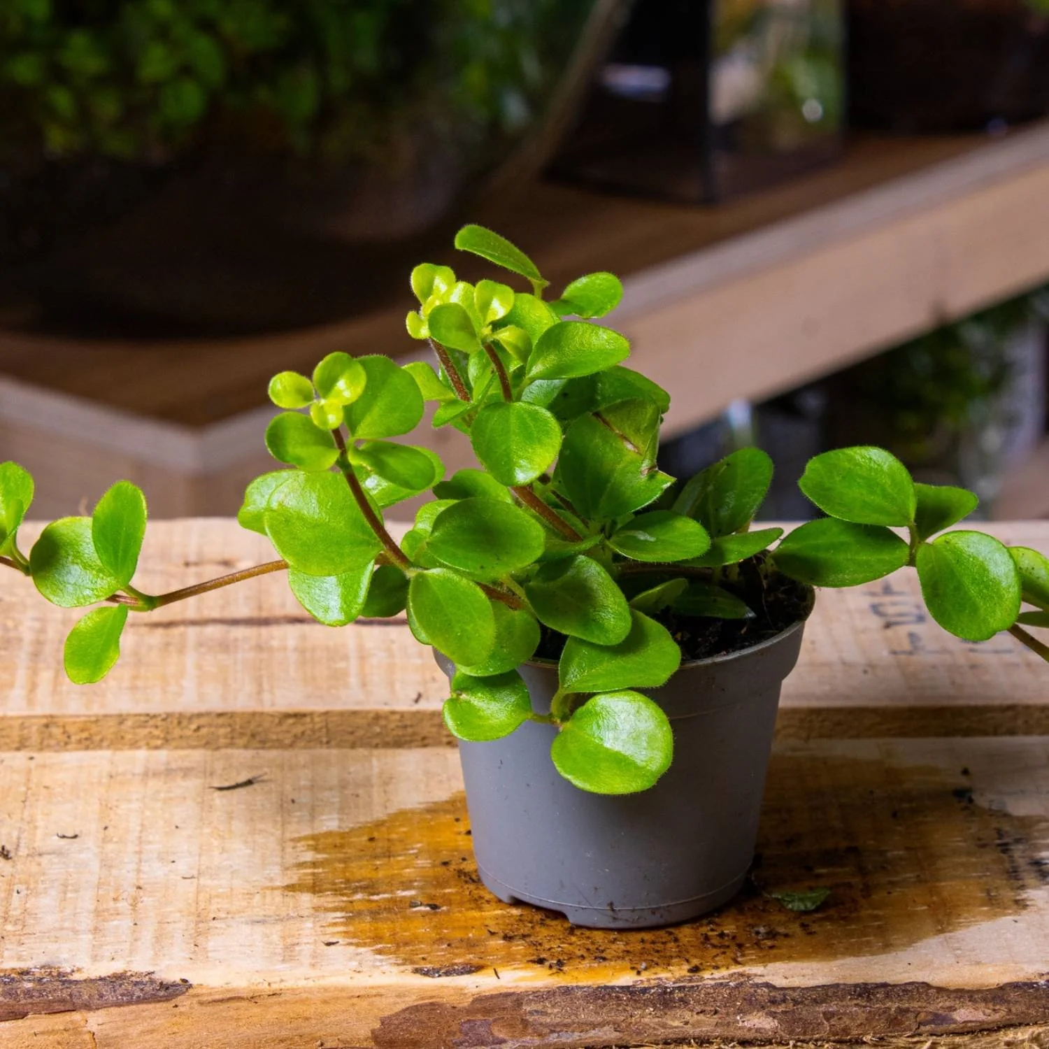 Peperomia rotundifolia (Trailing Jade Plant) 6cm - Image 2