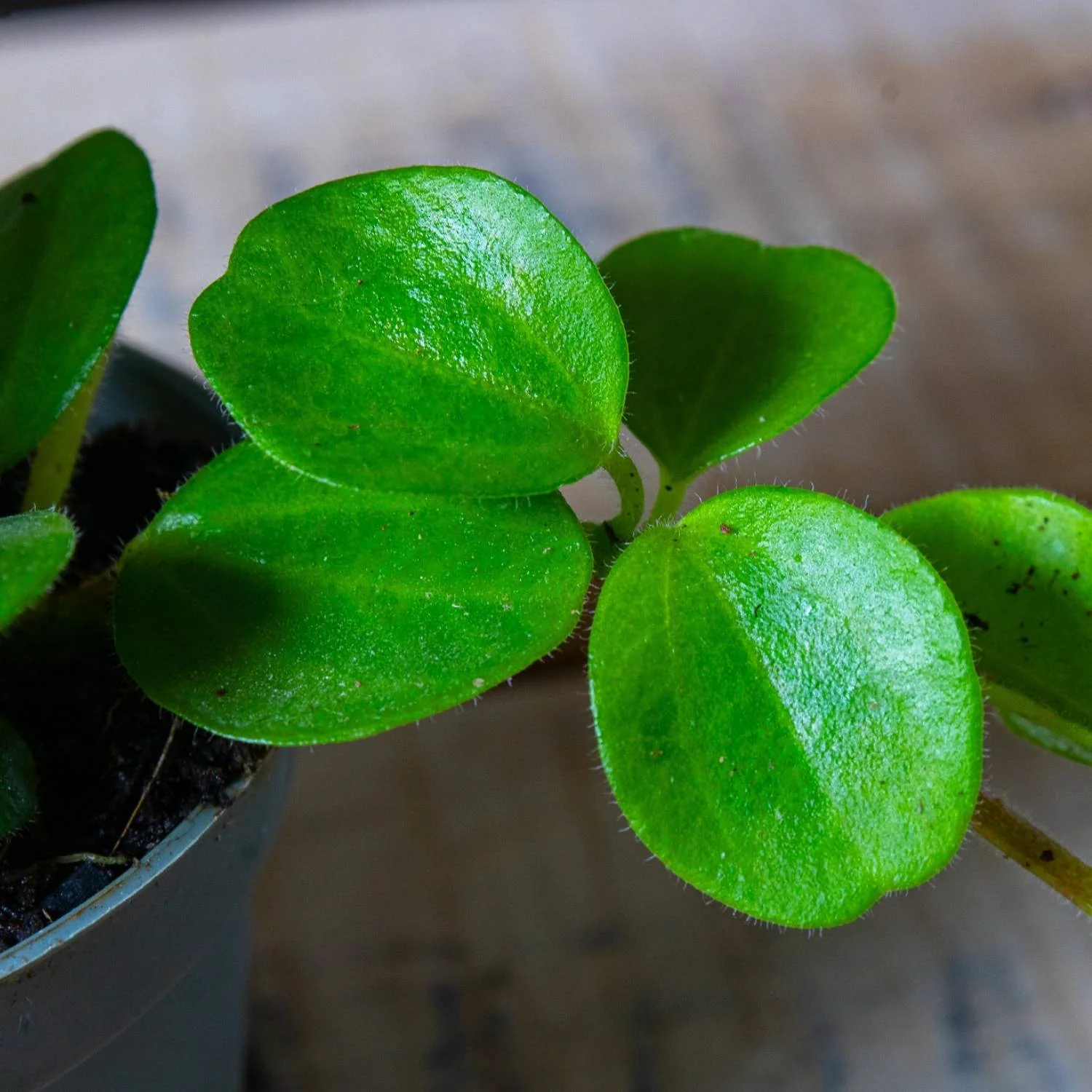 Peperomia rotundifolia (Trailing Jade Plant) 6cm - Image 3