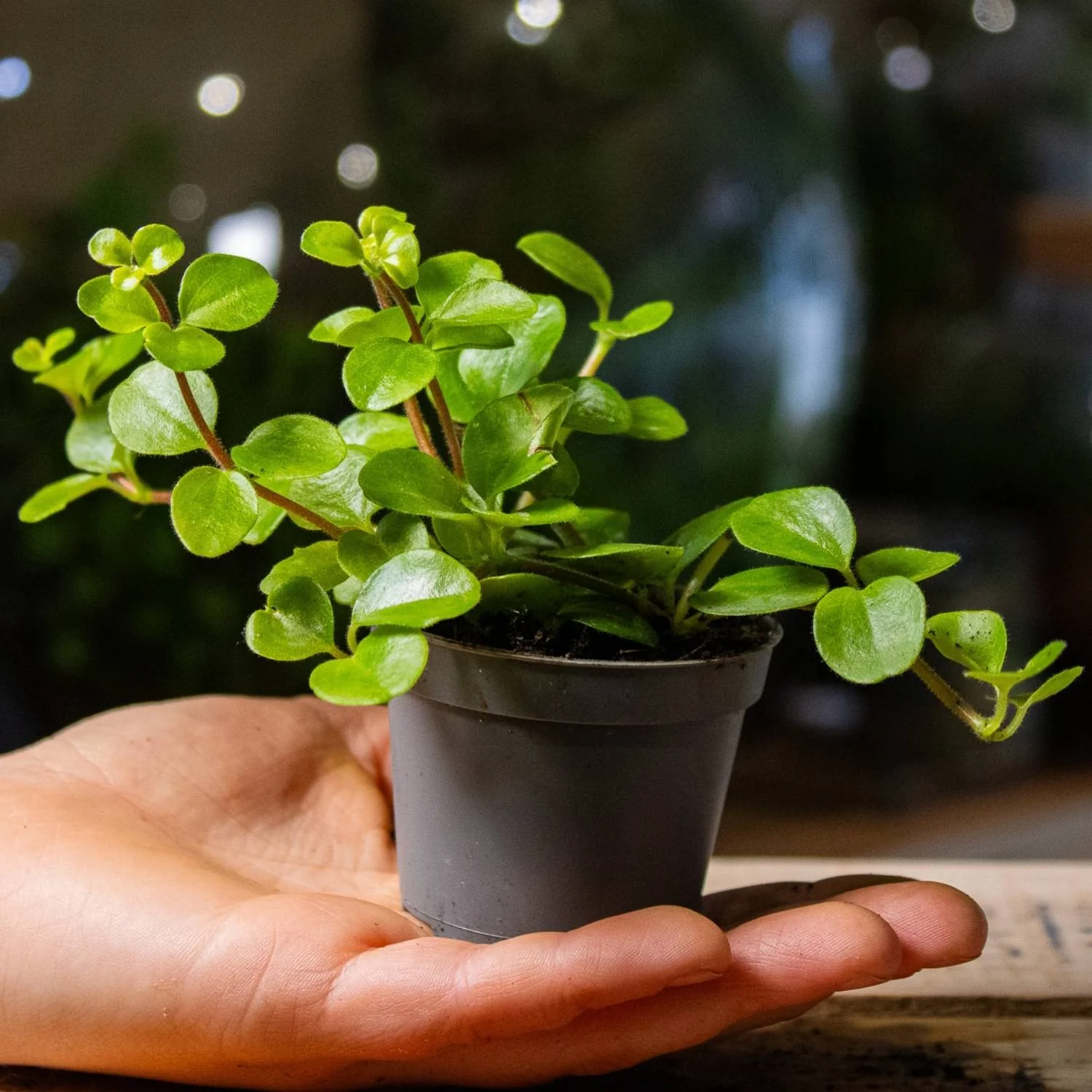 Peperomia rotundifolia (Trailing Jade Plant) 6cm - Image 4