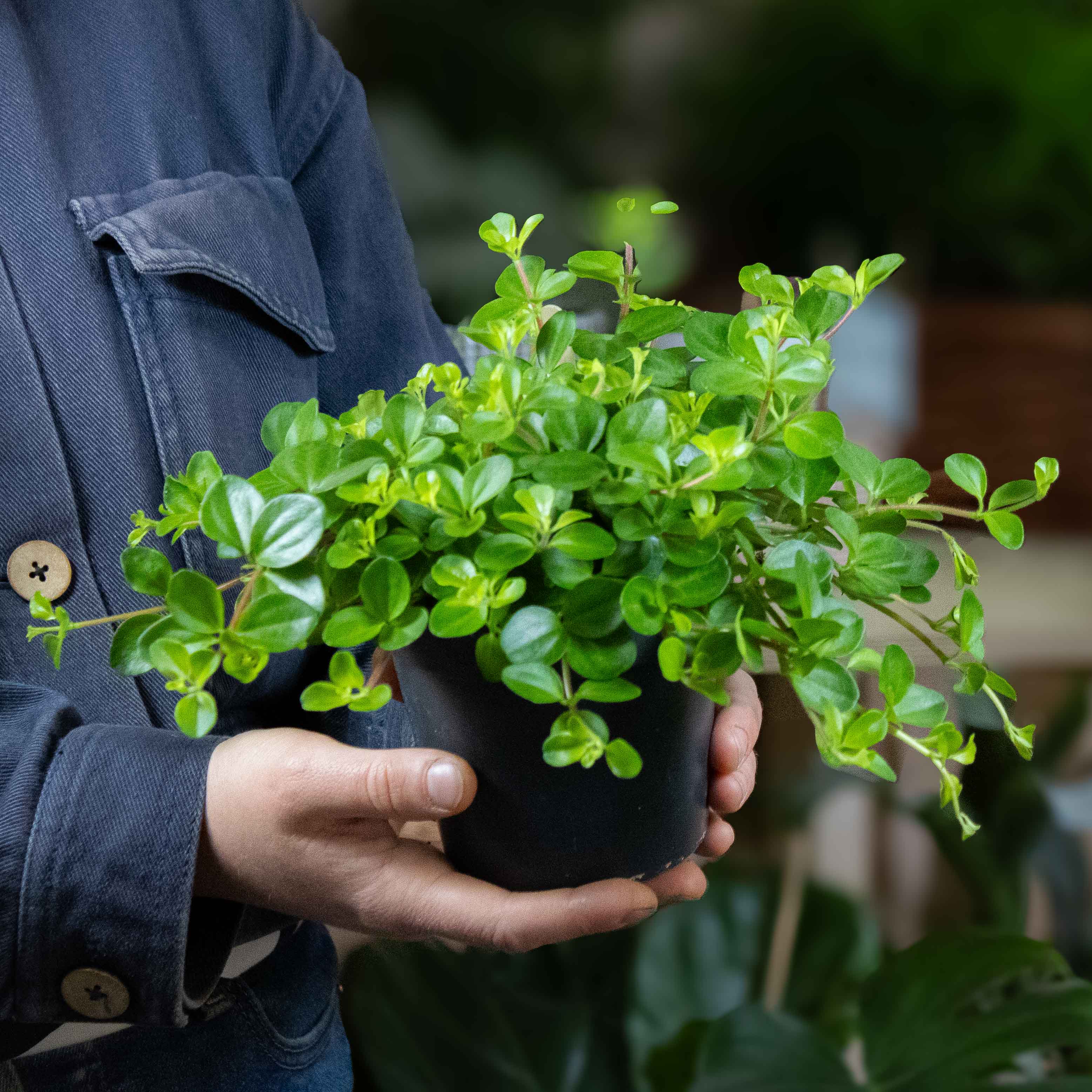 Peperomia rotundifolia (Trailing Jade) 12cm - Image 2