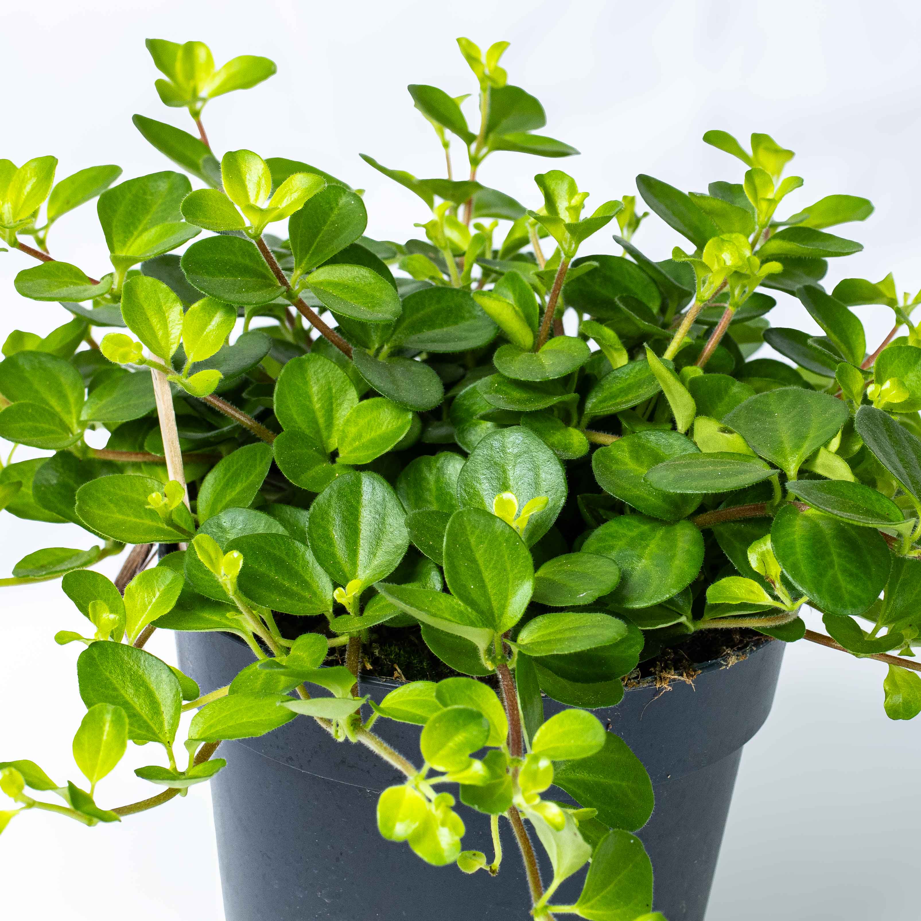 Peperomia rotundifolia (Trailing Jade) 12cm - Image 3