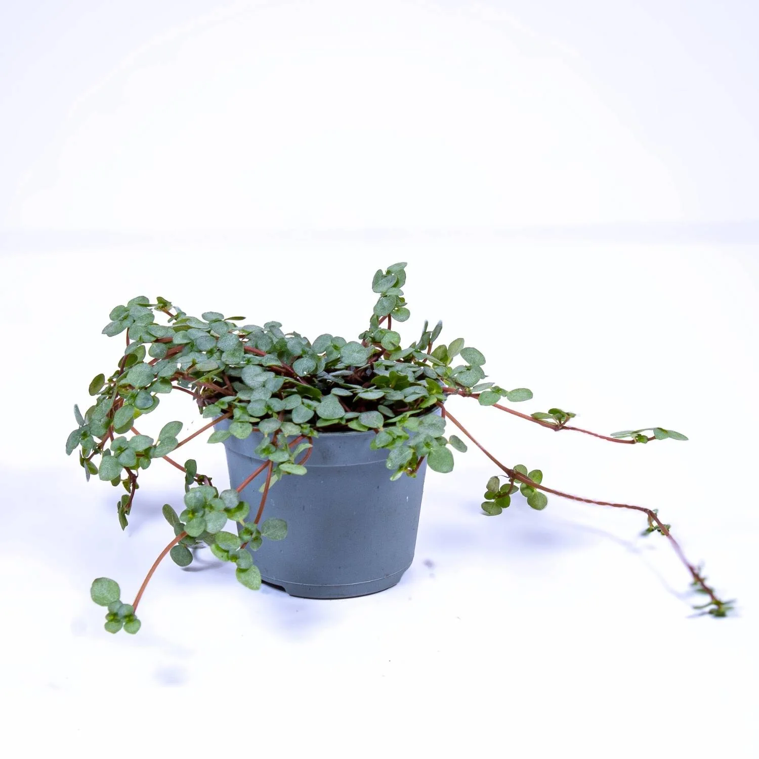 Pilea libanensis (Silver Sprinkles) 6cm