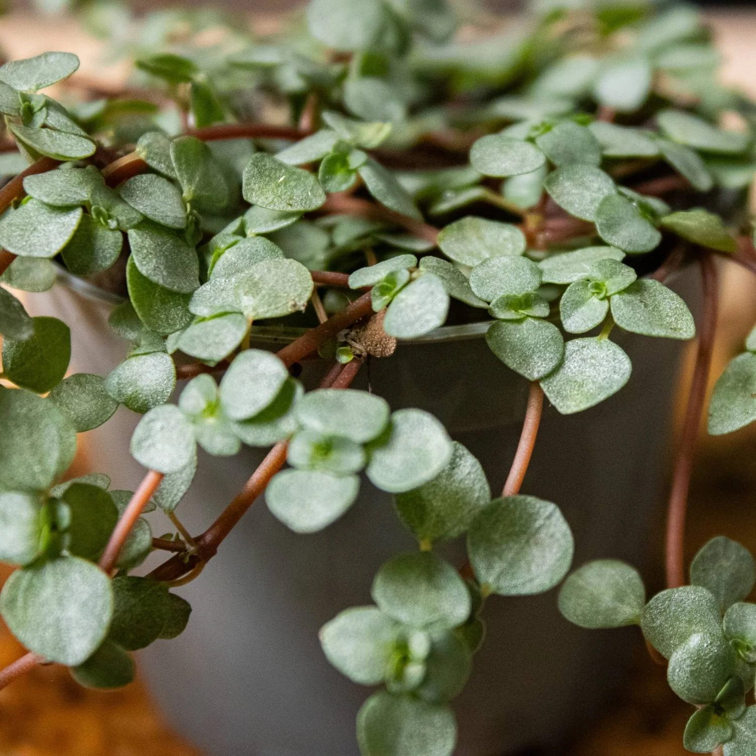 Pilea libanensis (Silver Sprinkles) 6cm - Image 3