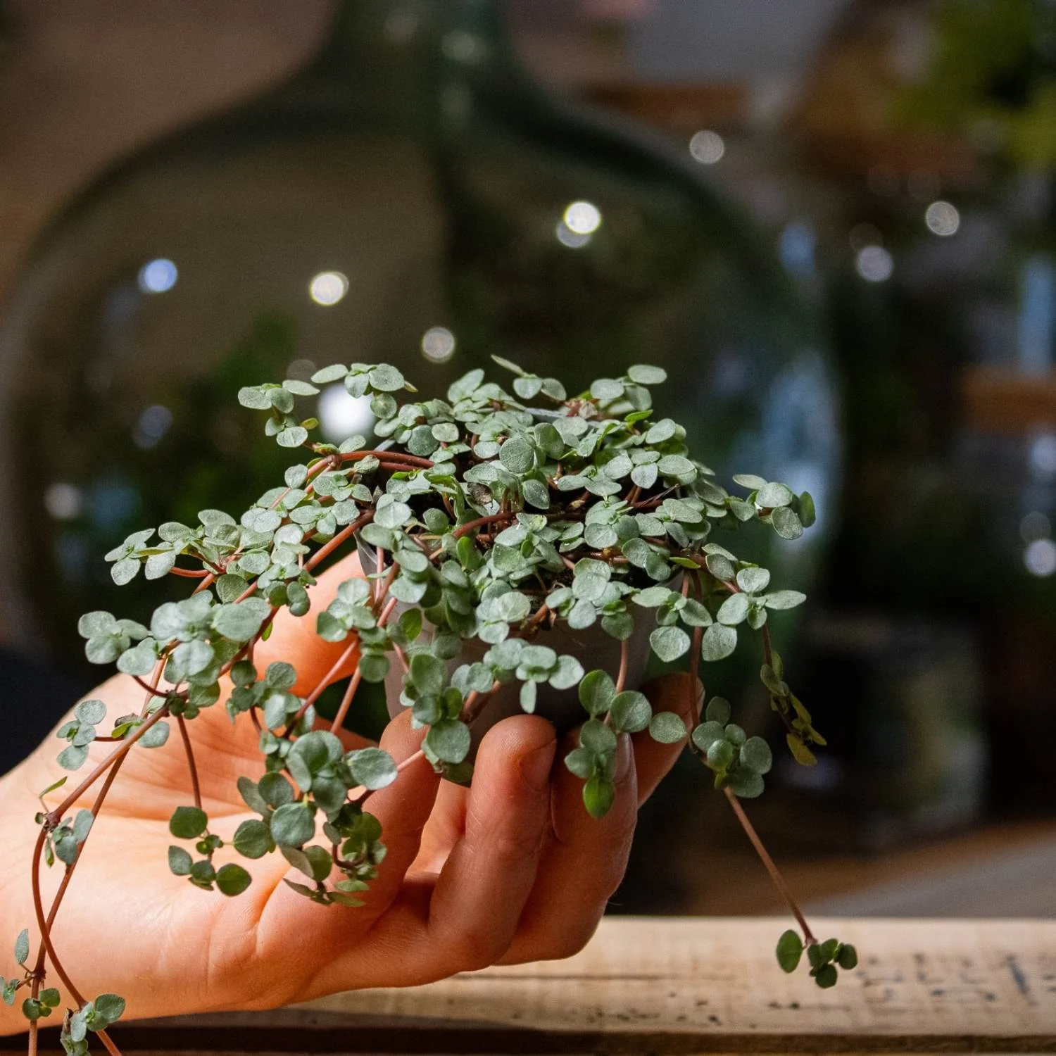 Pilea libanensis (Silver Sprinkles) 6cm - Image 4