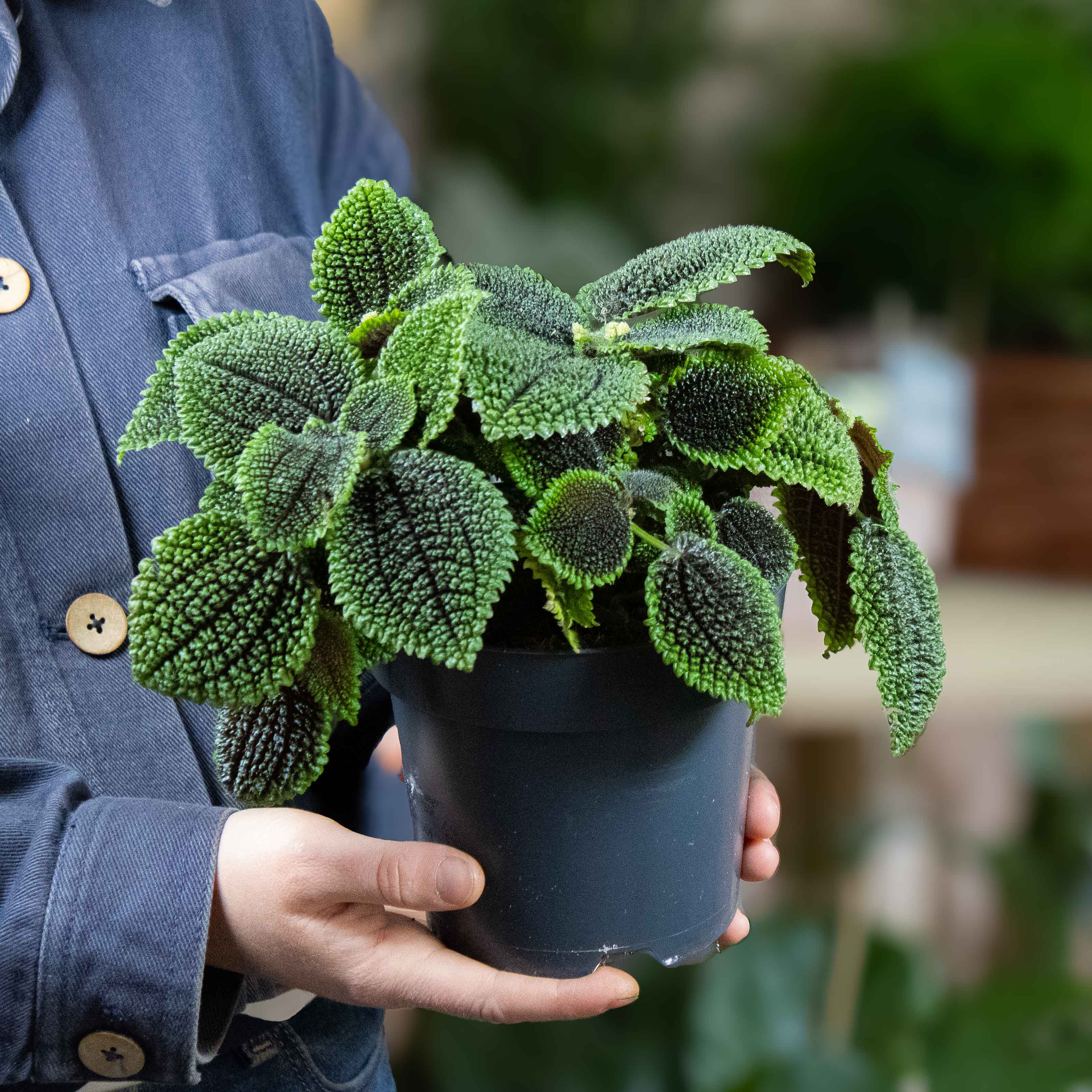 Pilea mollis (Pilea Moon Valley) 12-14cm - Image 2