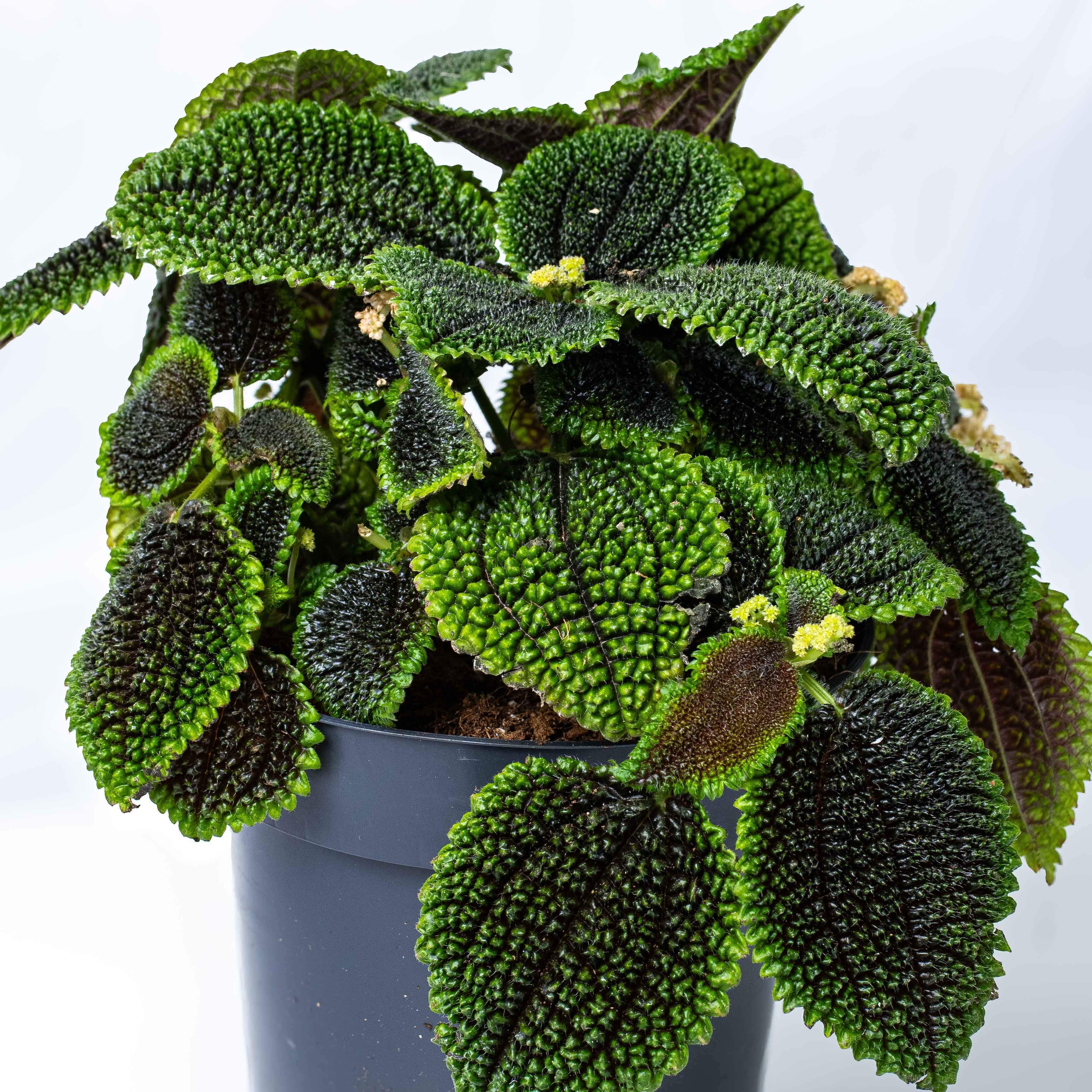 Pilea mollis (Pilea Moon Valley) 12-14cm - Image 3