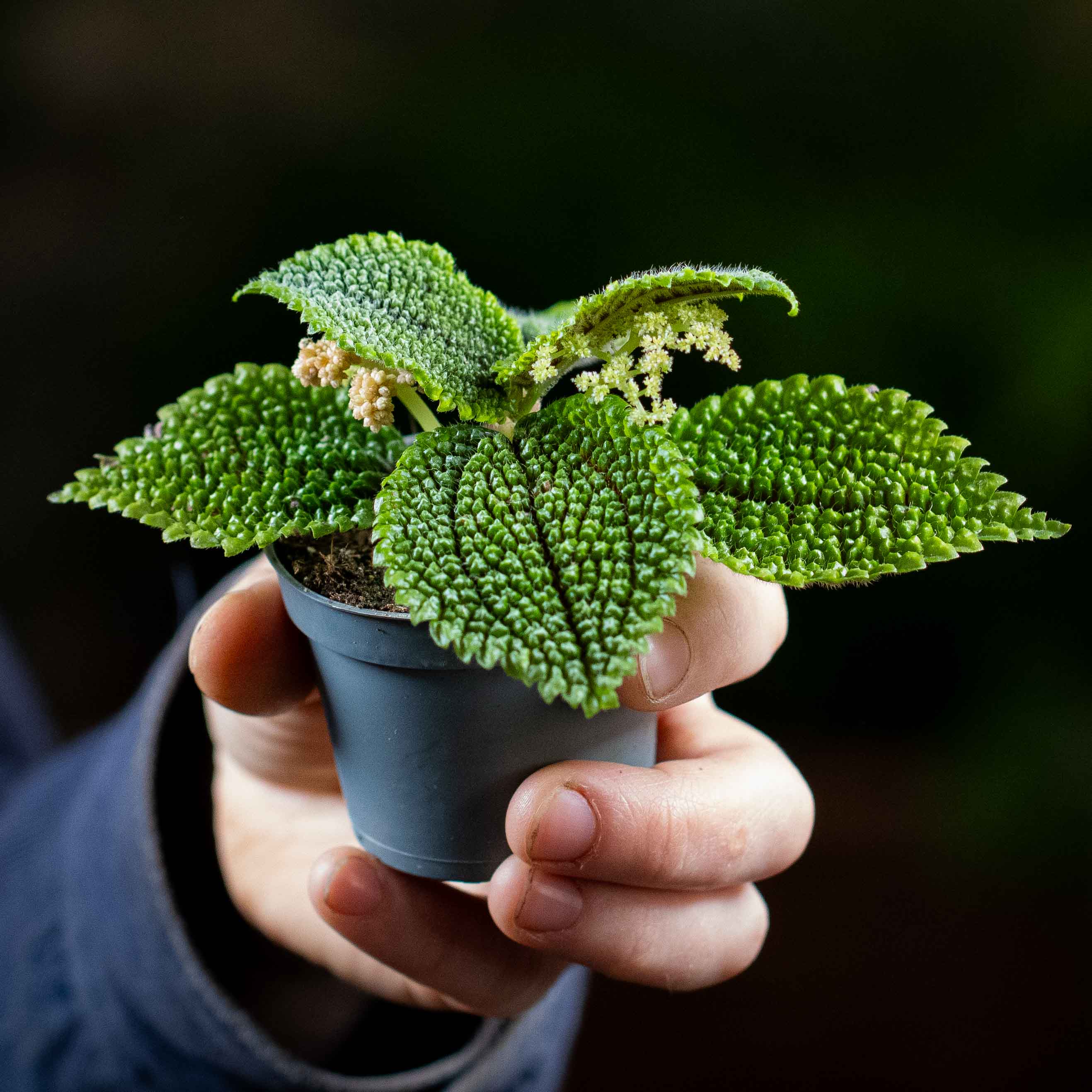 Pilea mollis (Pilea Moon Valley) 6cm - Image 2