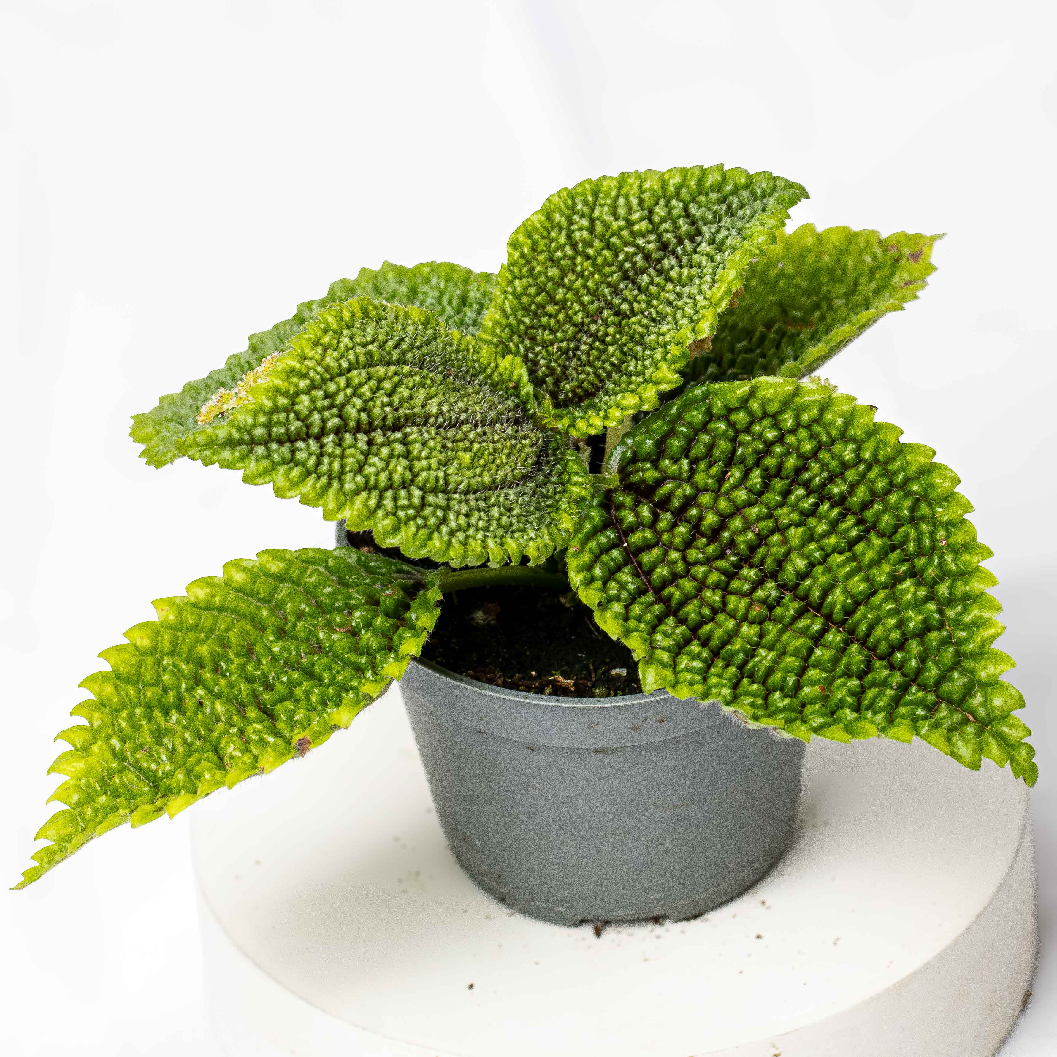 Pilea mollis (Pilea Moon Valley) 6cm - Image 3