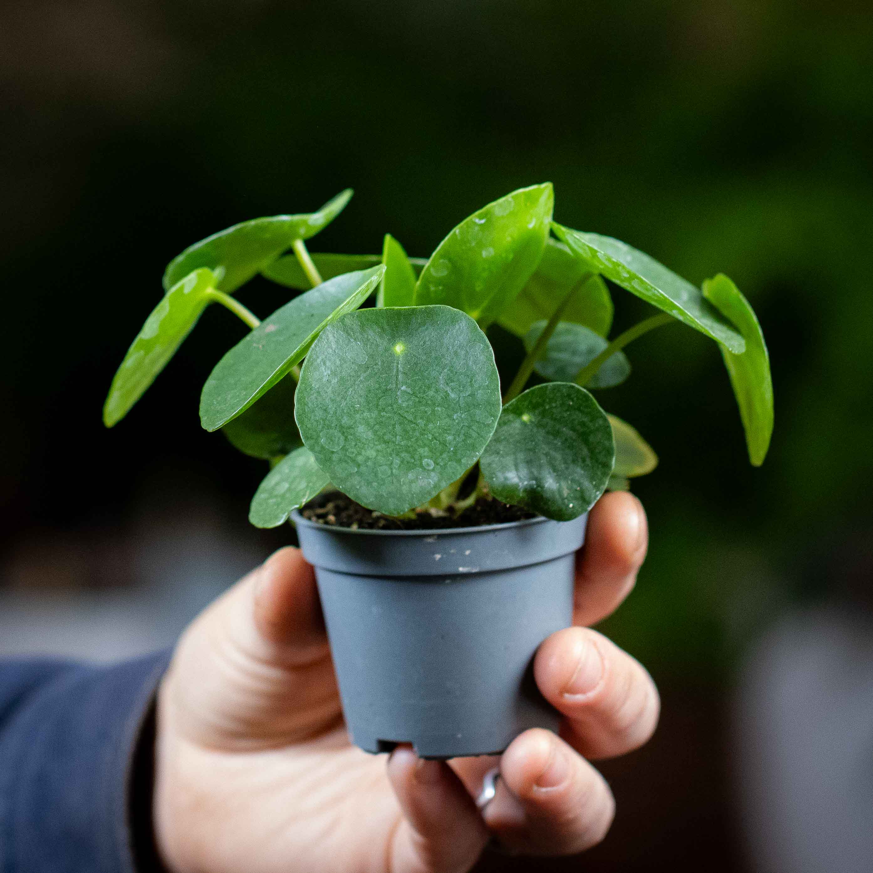 Pilea peperomiodes (Chinese Money Plant) 6cm - Image 2