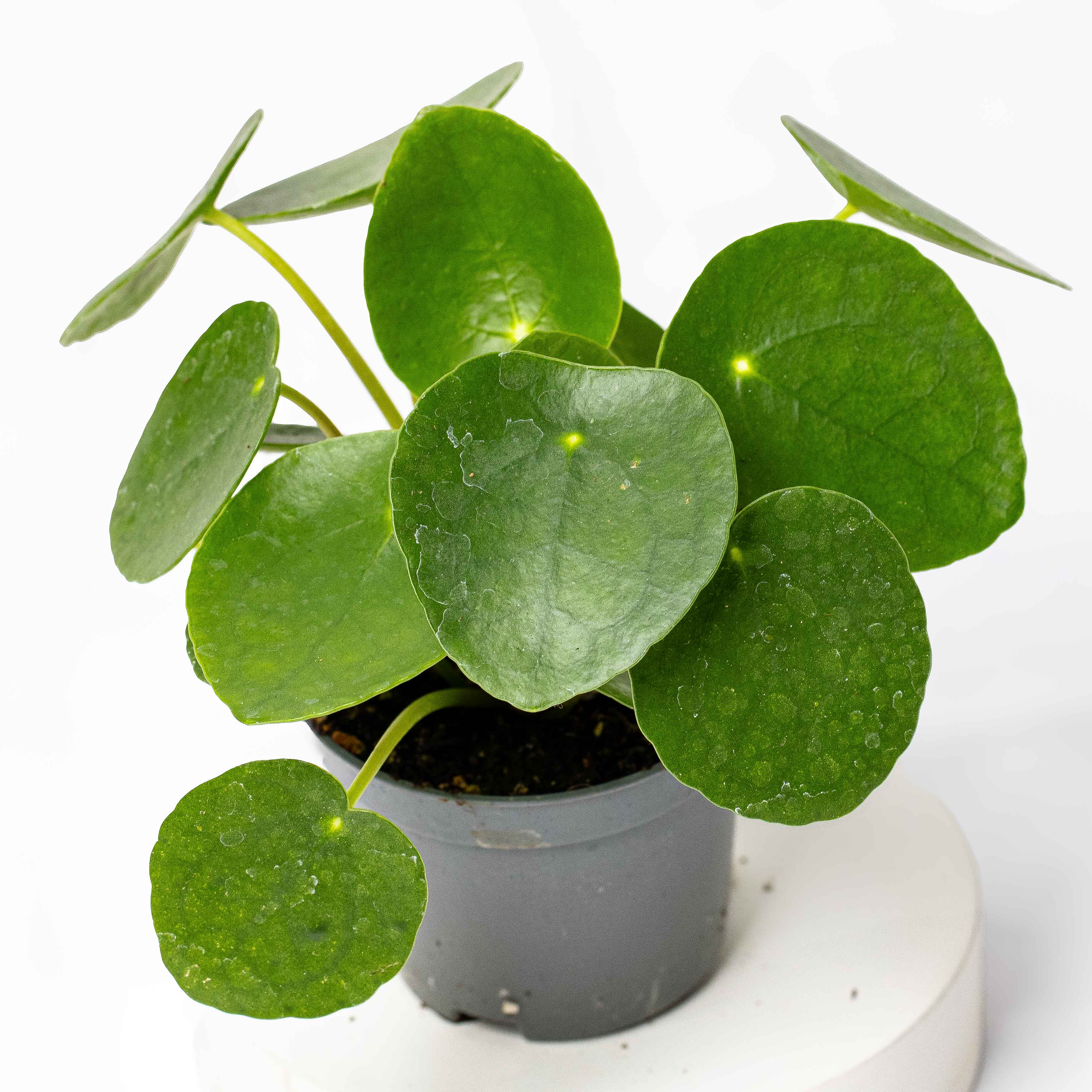 Pilea peperomiodes (Chinese Money Plant) 6cm - Image 3