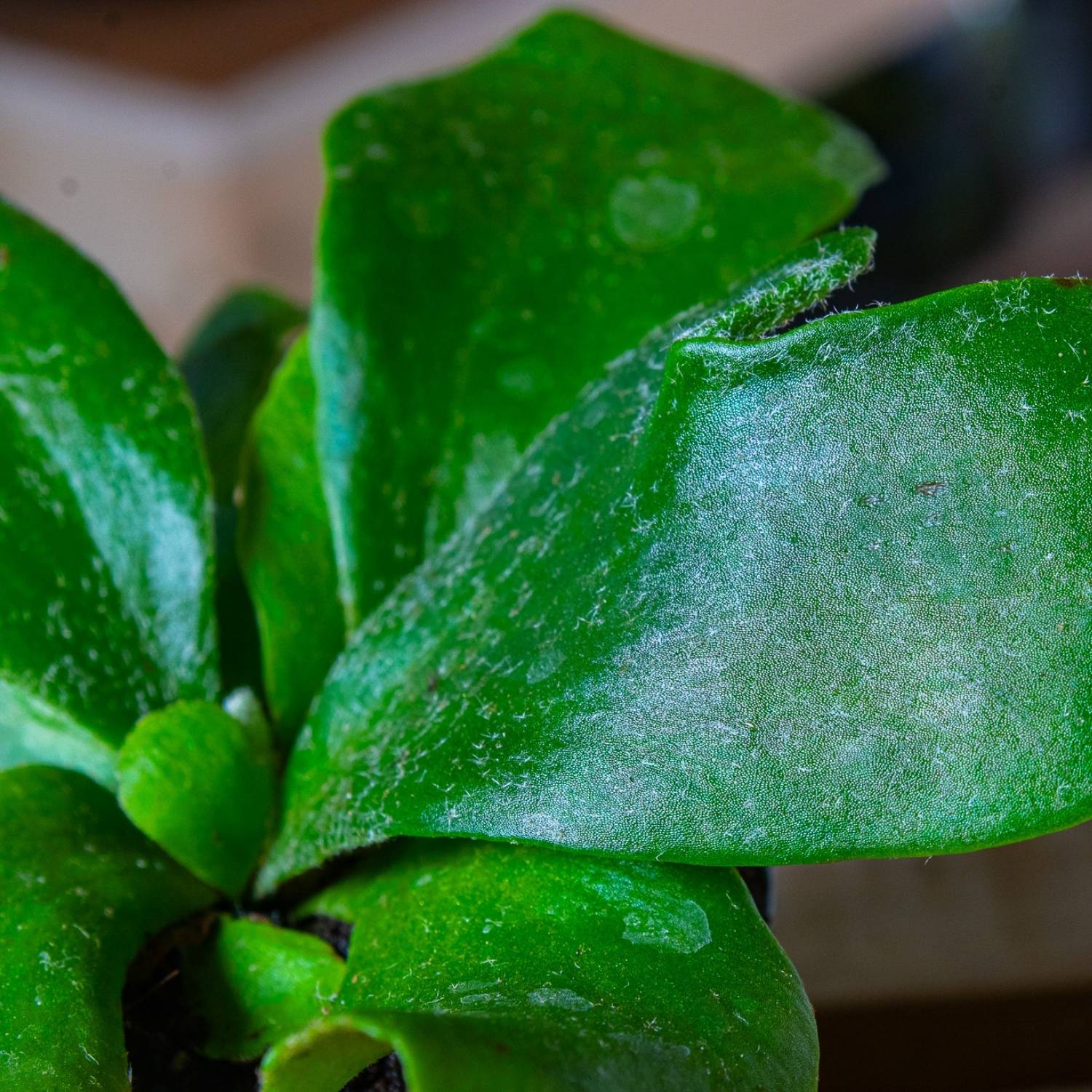 Platycerium bifurcatum (Elkhorn Fern) 6cm - Image 3