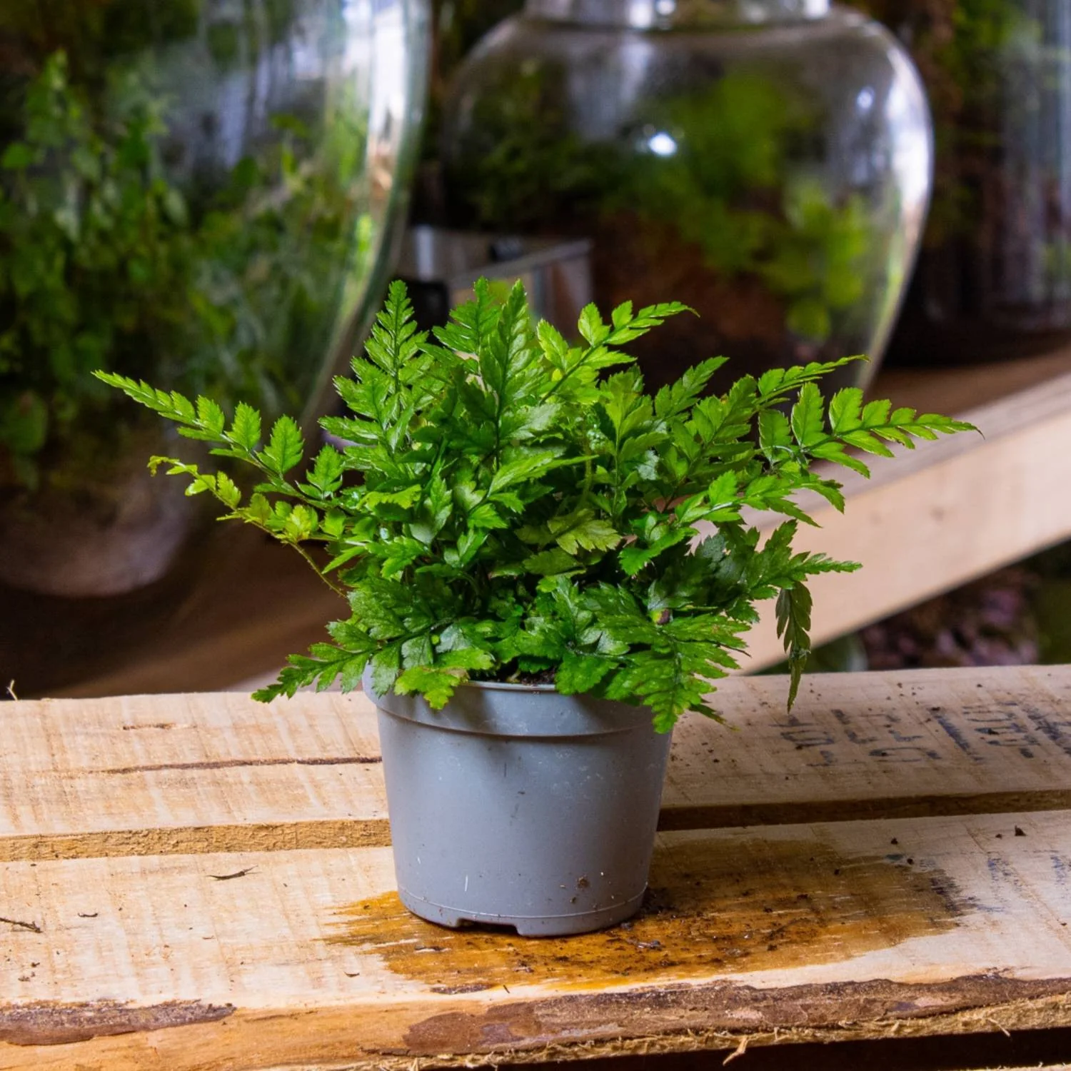 Polystichum tsus-simense (Korean Rock Fern) 6cm - Image 2