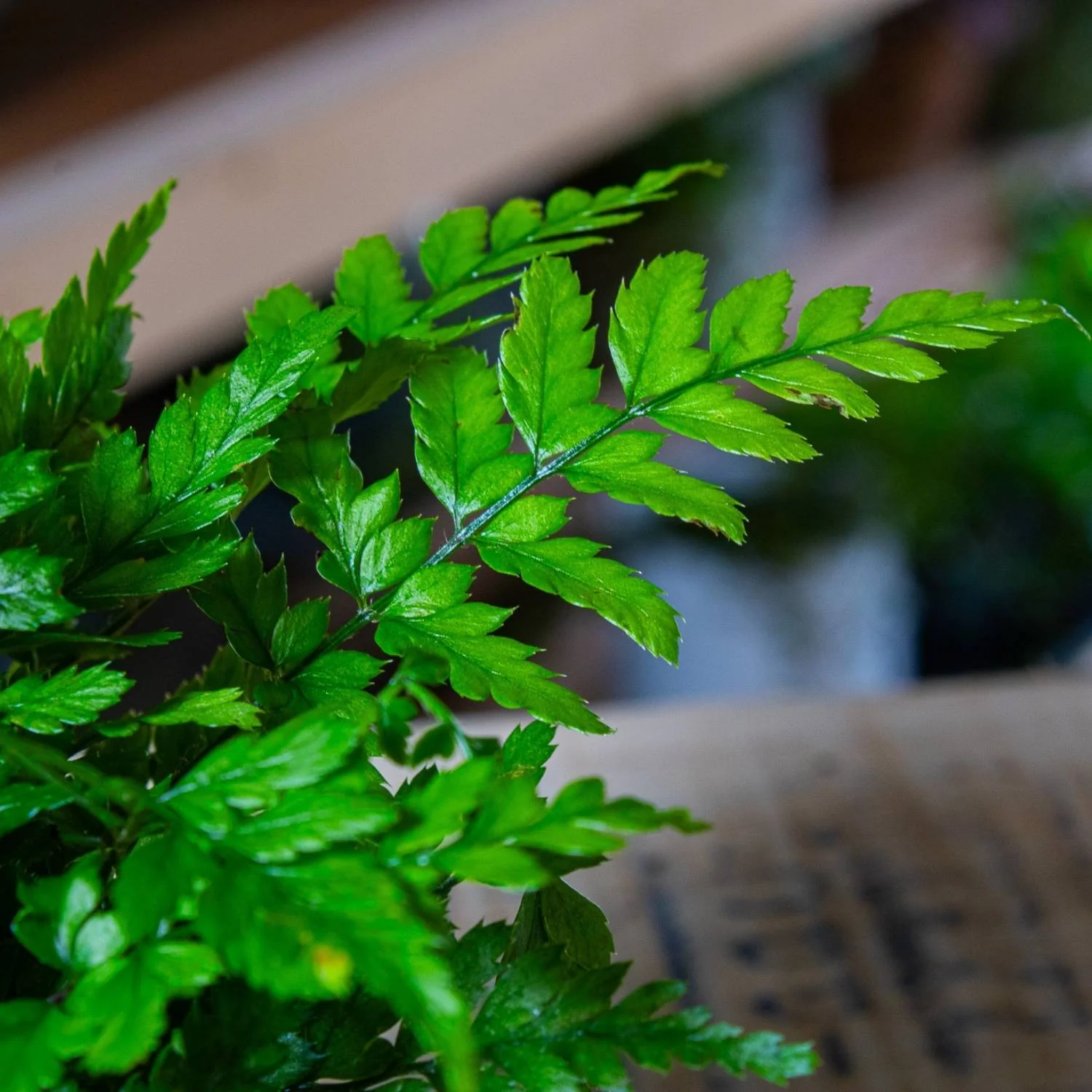 Polystichum tsus-simense (Korean Rock Fern) 6cm - Image 3