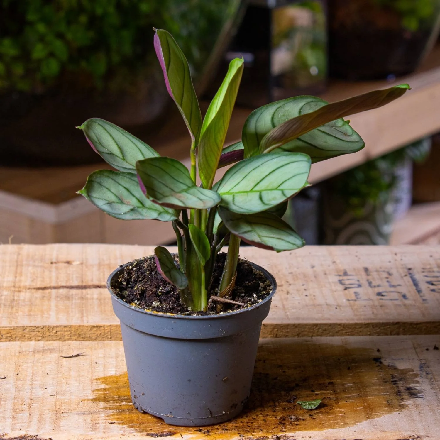 Maranta leuconeura amabilis (Prayer Plant) 6cm - Image 2