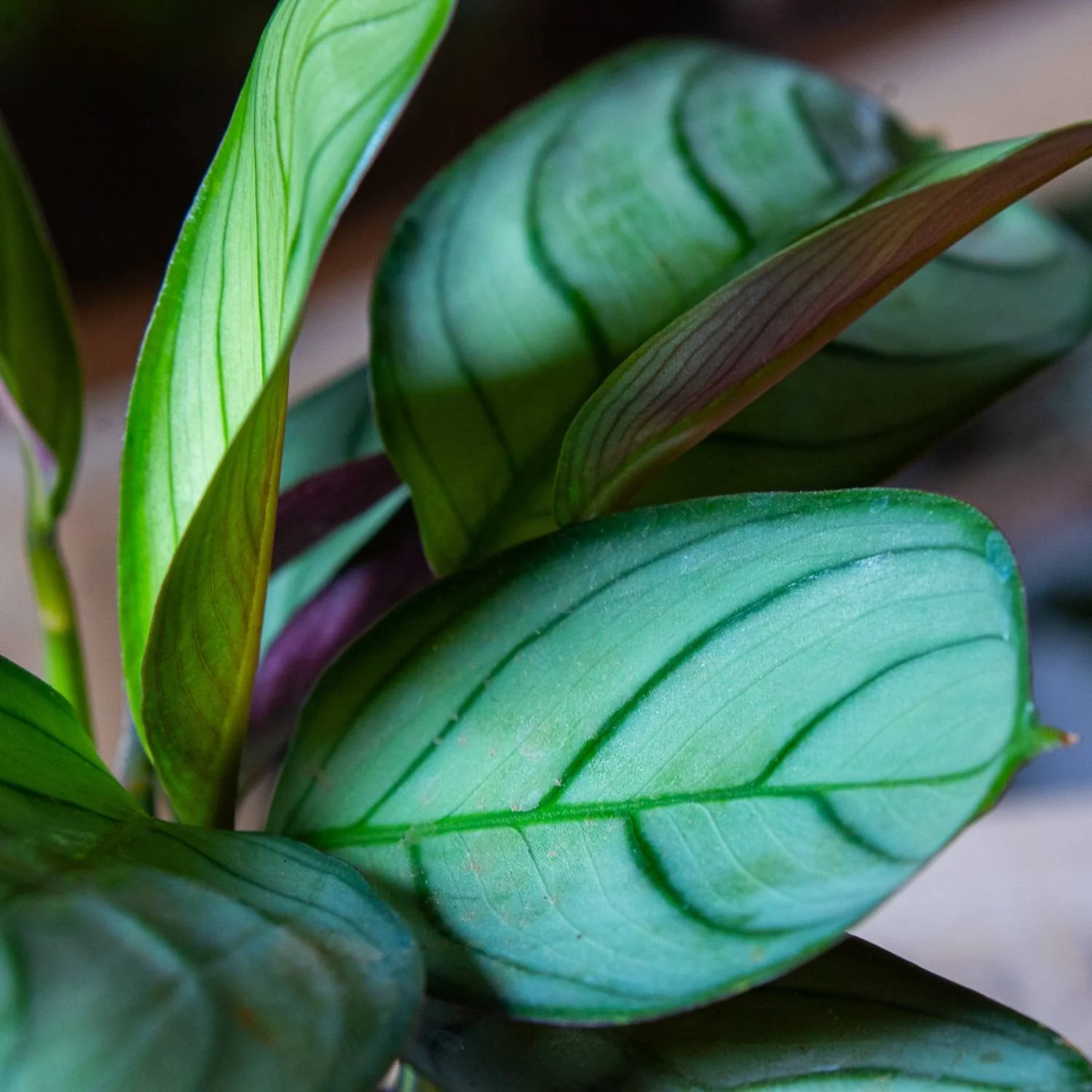 Maranta leuconeura amabilis (Prayer Plant) 6cm - Image 3
