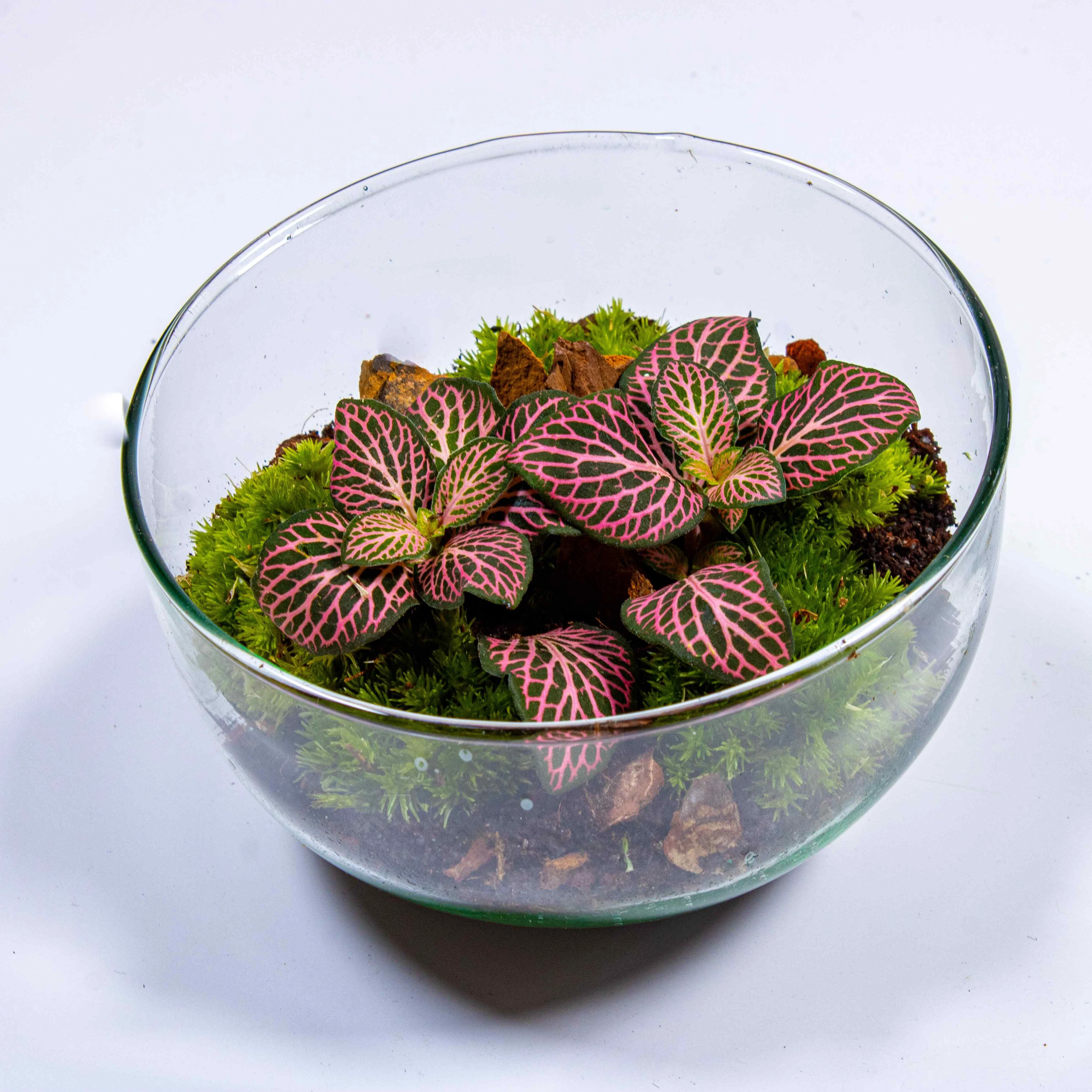 Mini Orb Terrarium Container - Image 6