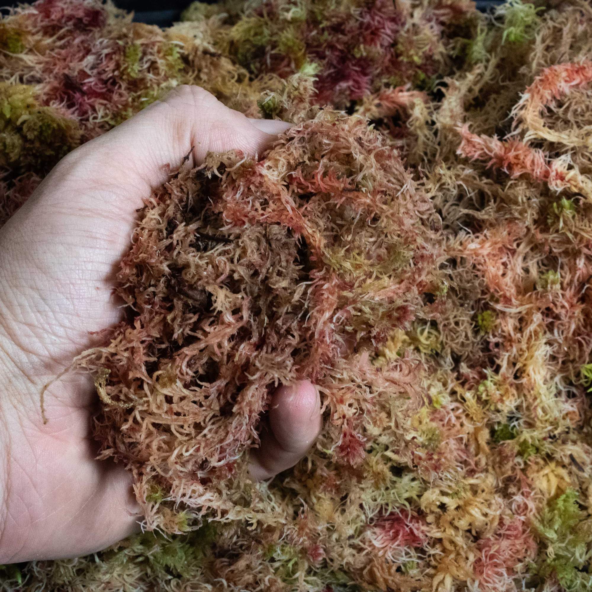 Sphagnum Moss - Image 2