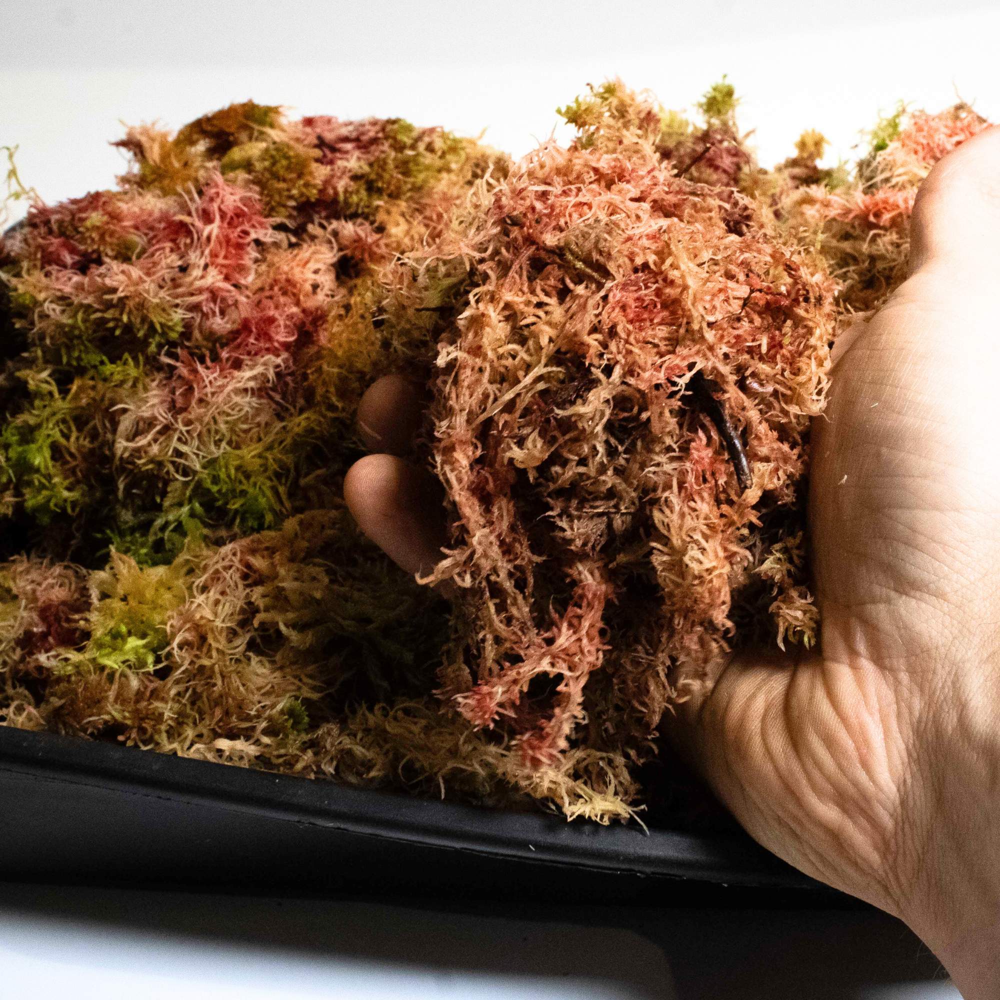 Sphagnum Moss - Image 3