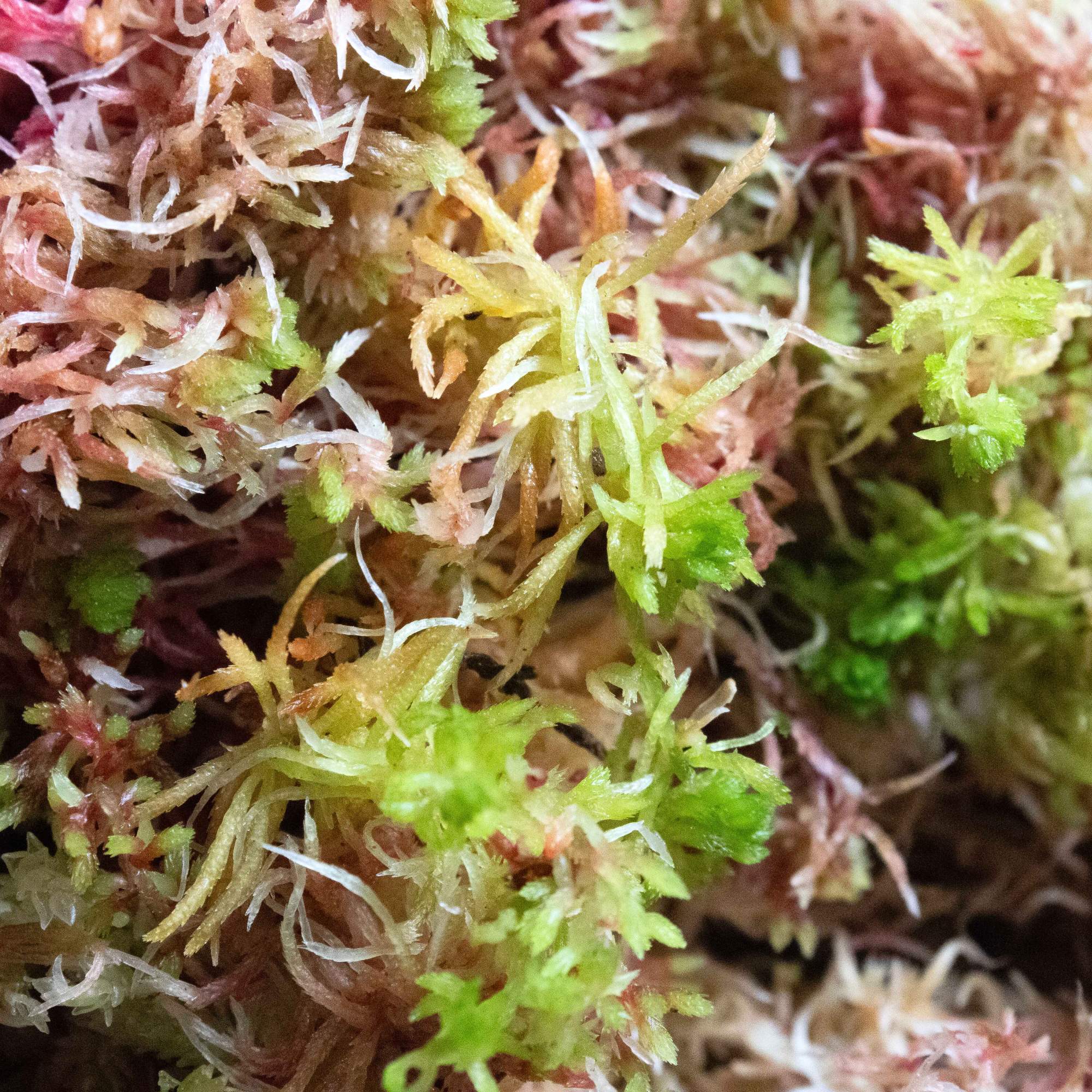 Sphagnum Moss - Image 4