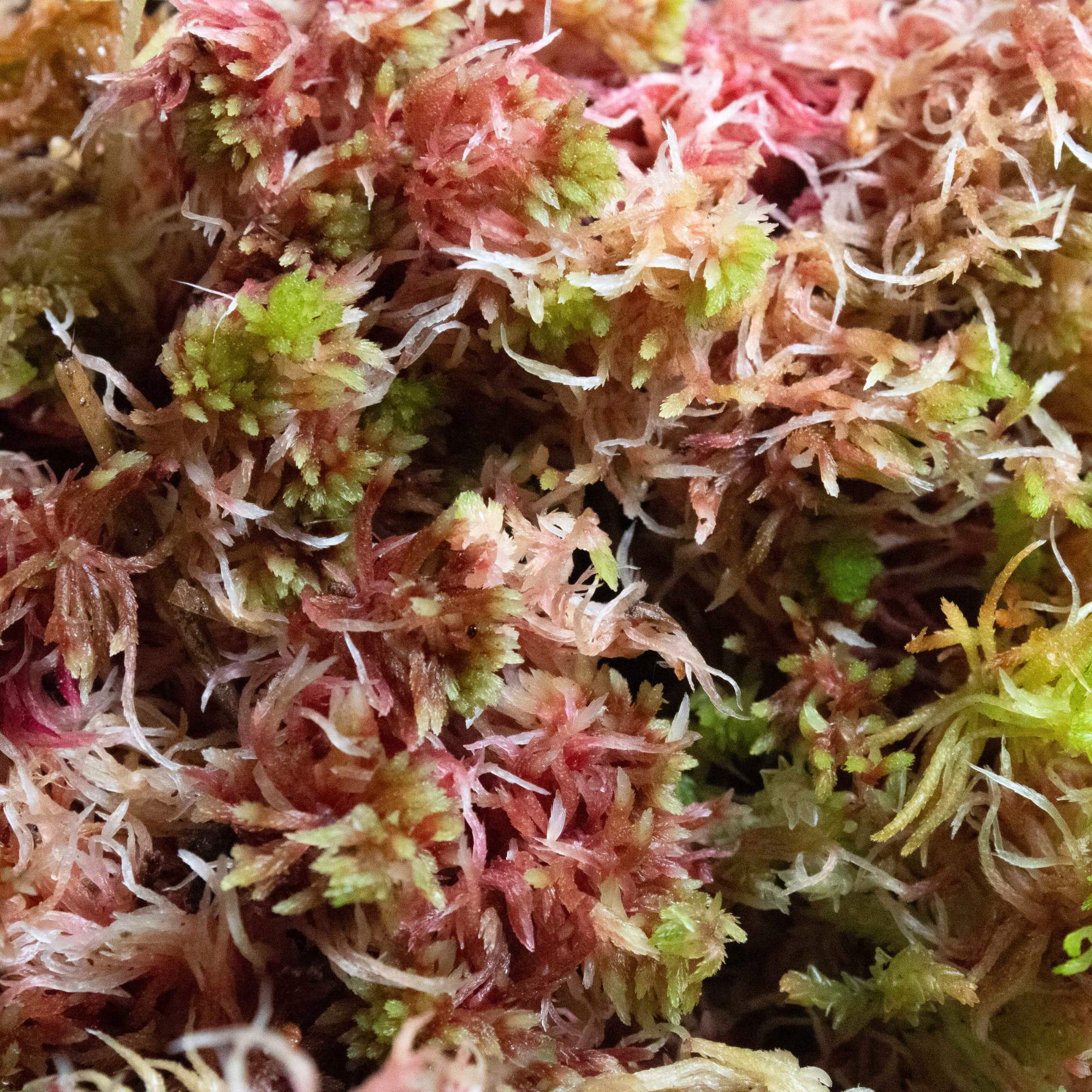Sphagnum Moss - Image 5