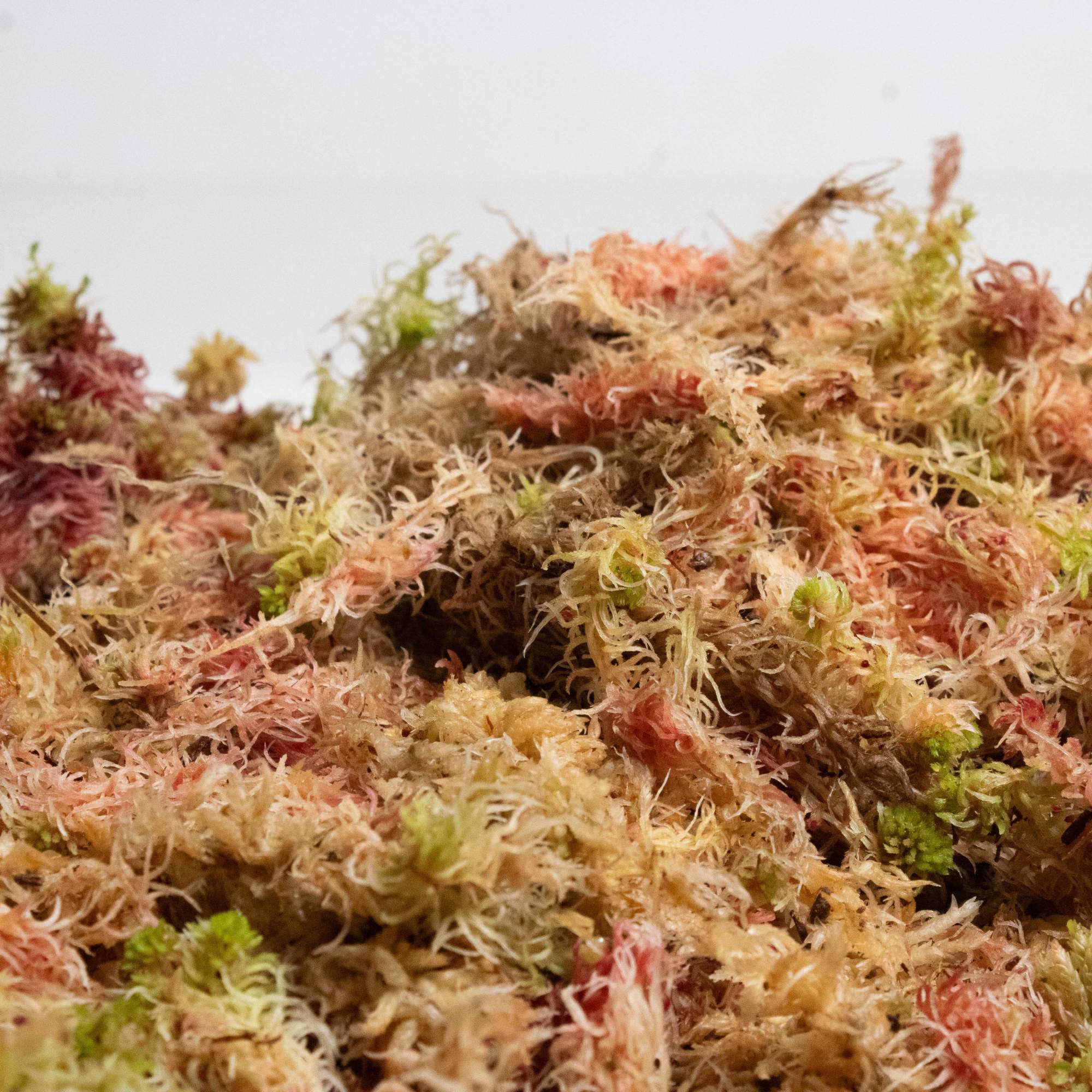 Sphagnum Moss - Image 6