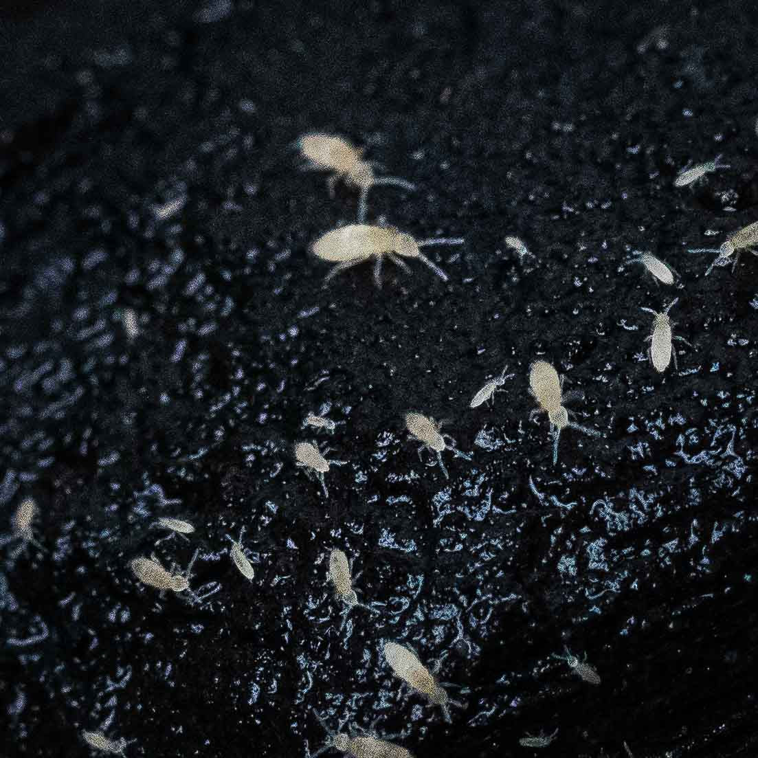 Springtails Colony (Folsomia candida) - Image 3