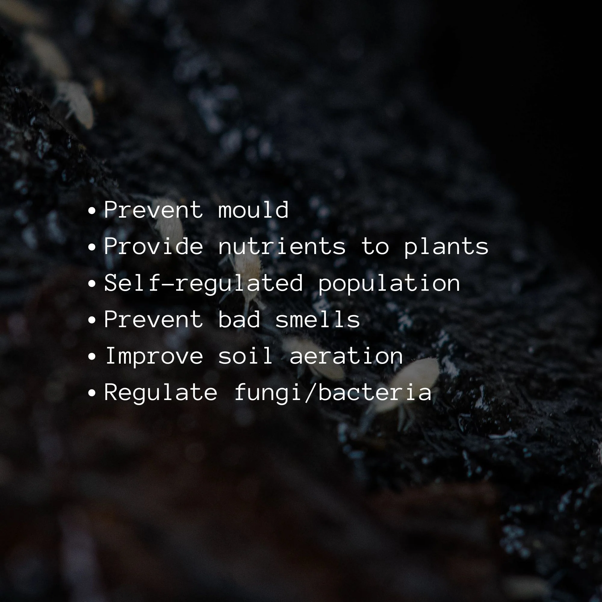 Springtails Colony (Folsomia candida) - Image 4