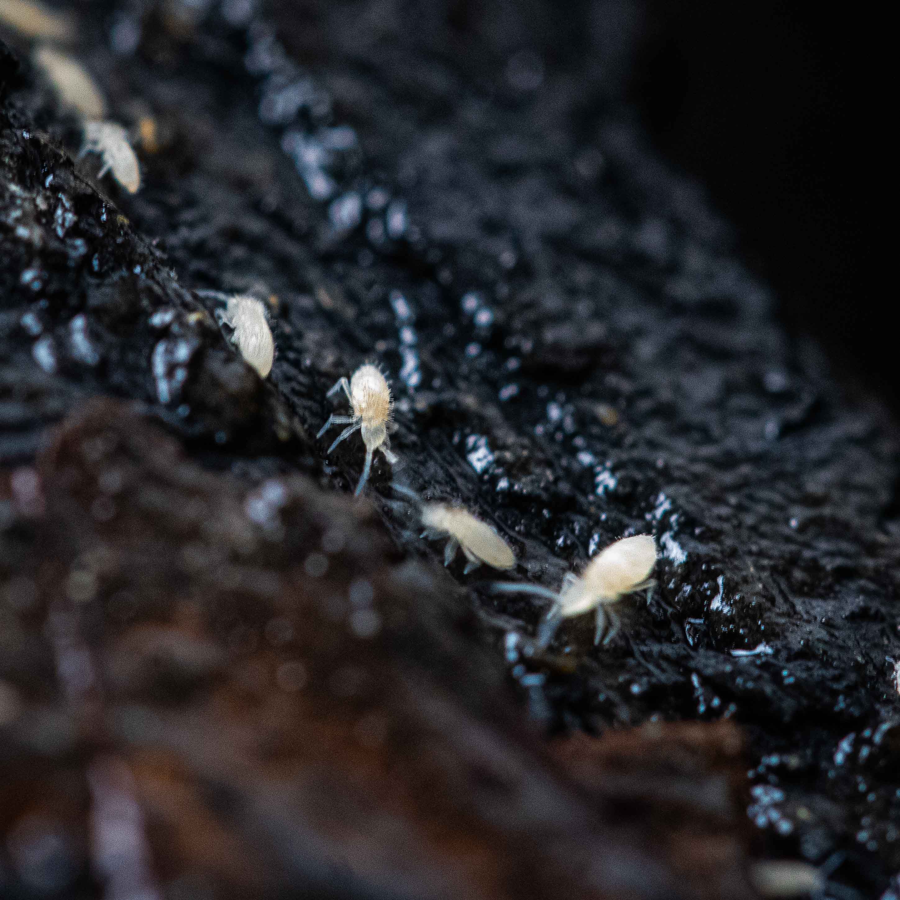 Springtails Colony (Folsomia candida) - Image 5