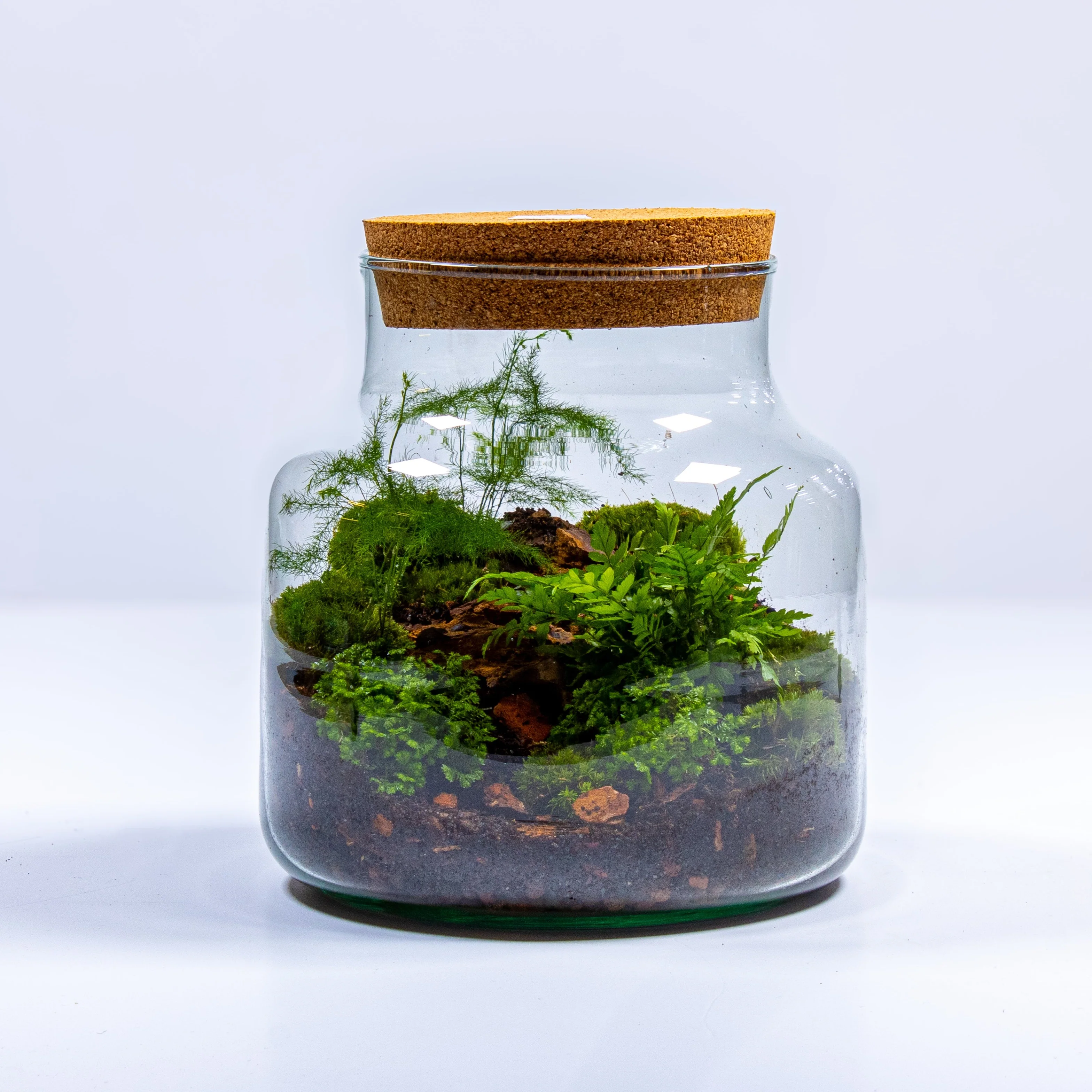 Stout Terrarium Container - Image 3