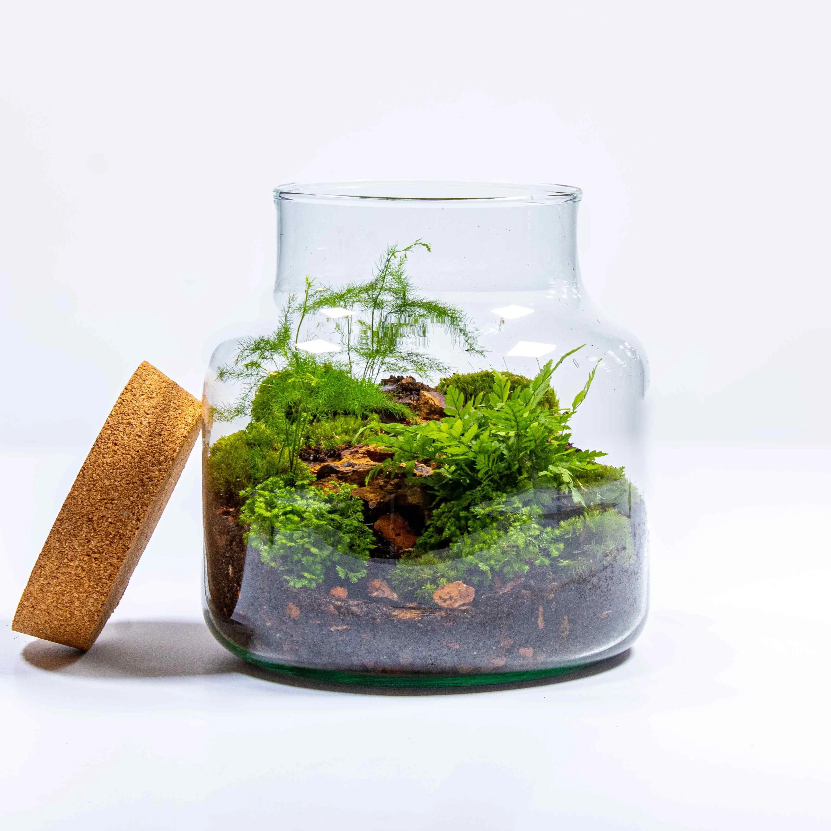 Stout Terrarium Kit - Image 10