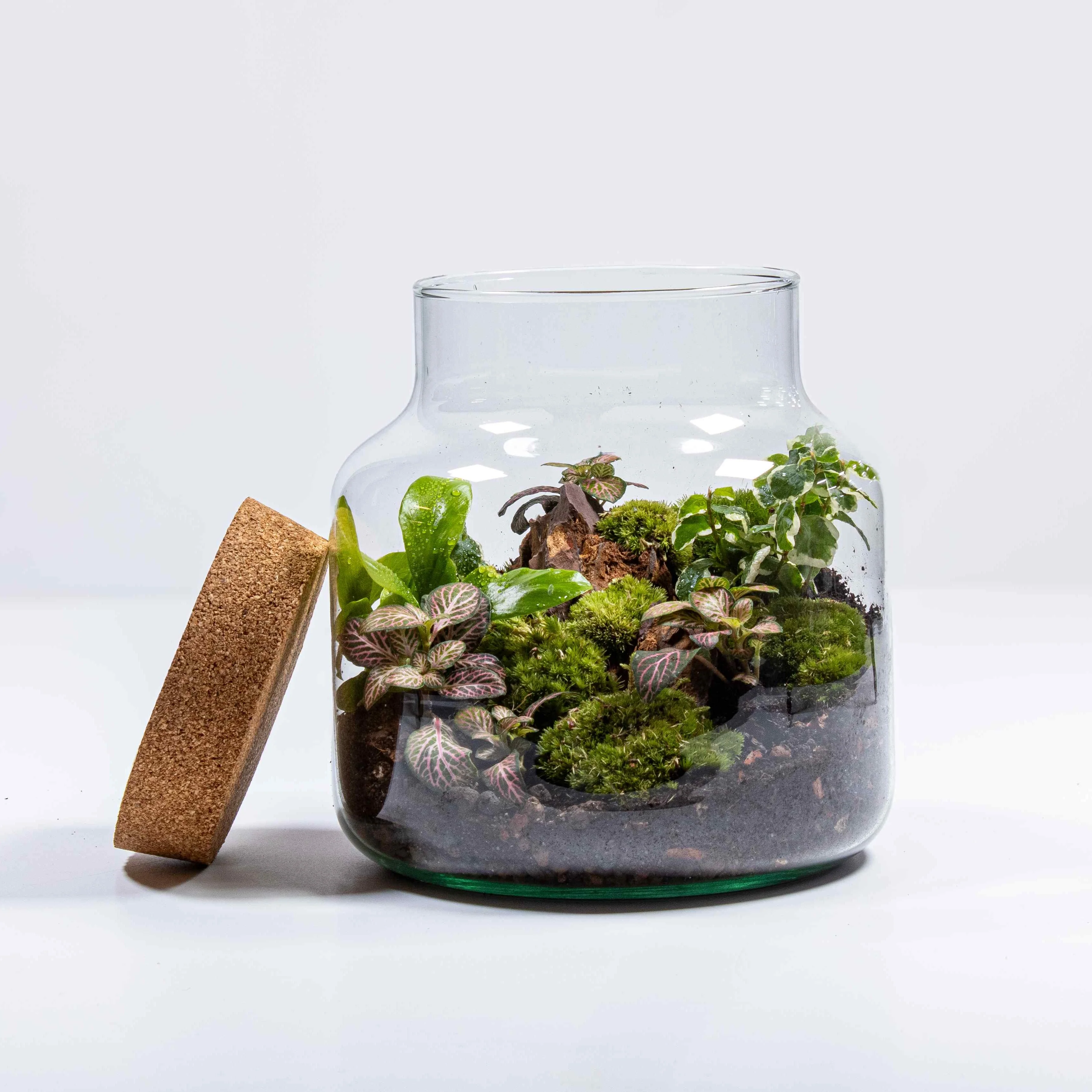 Stout Terrarium Kit - Image 11